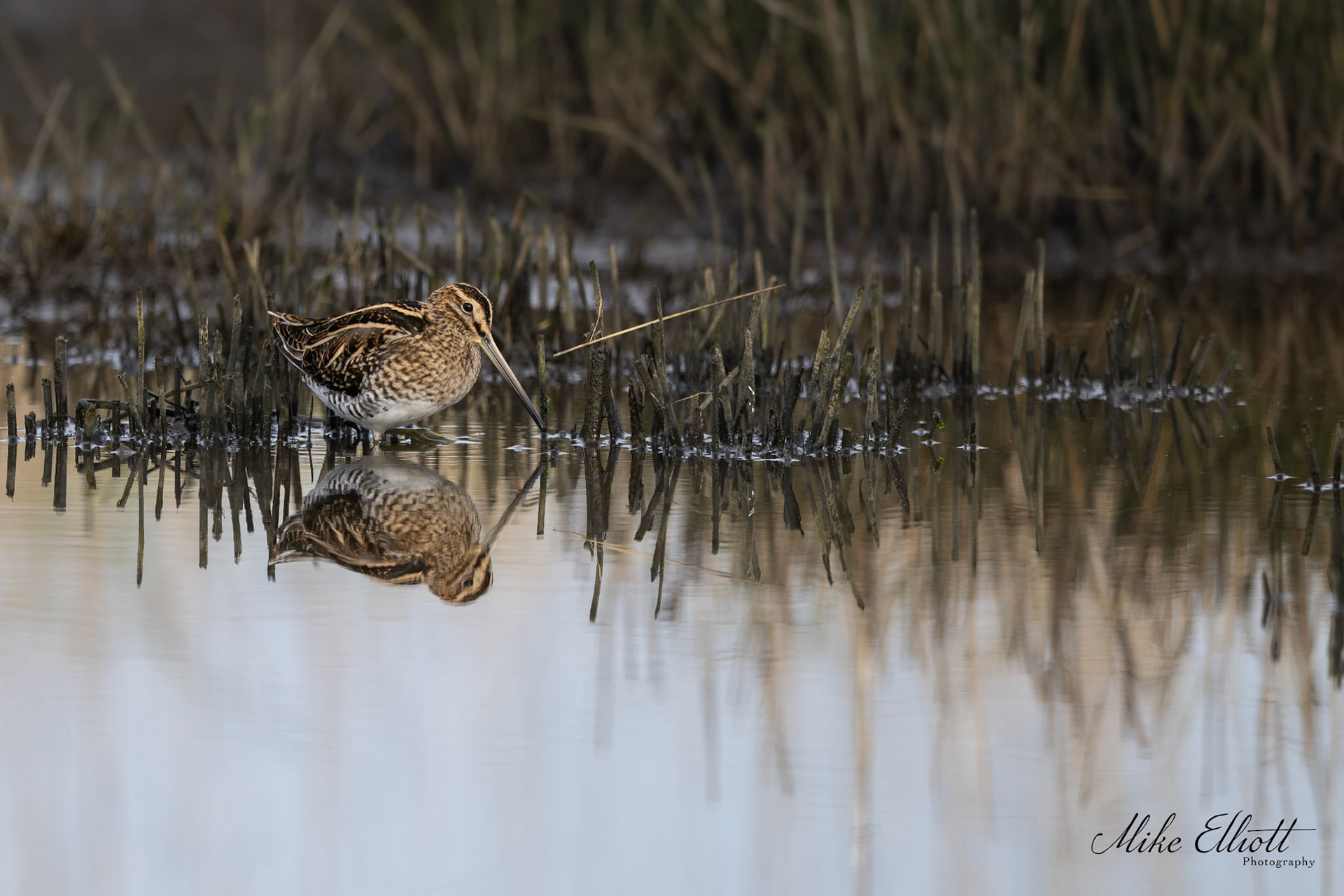 Snipe