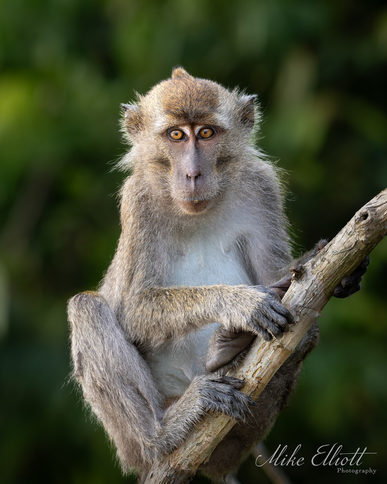Long tail macaque