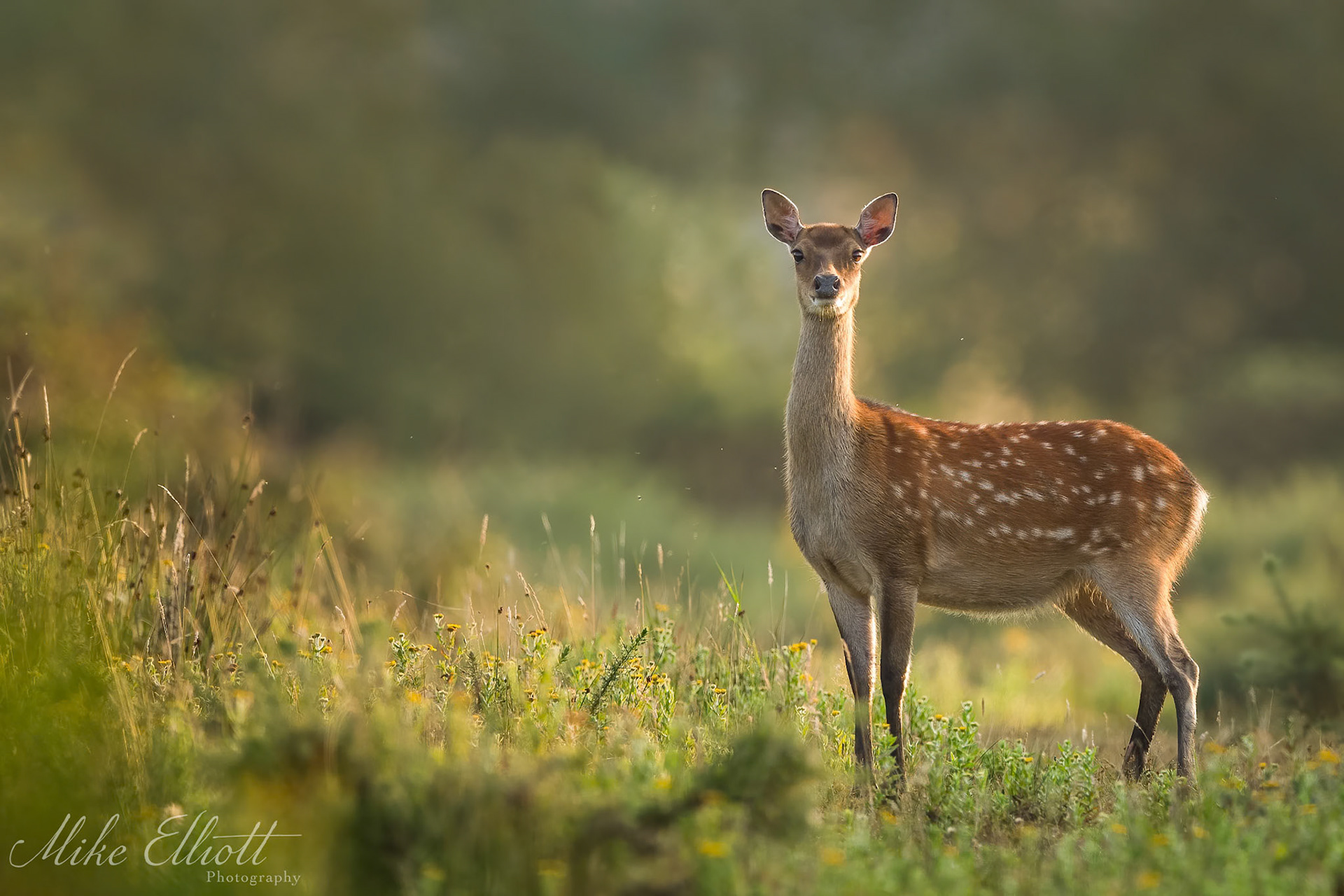 Sika deer in warm evening light