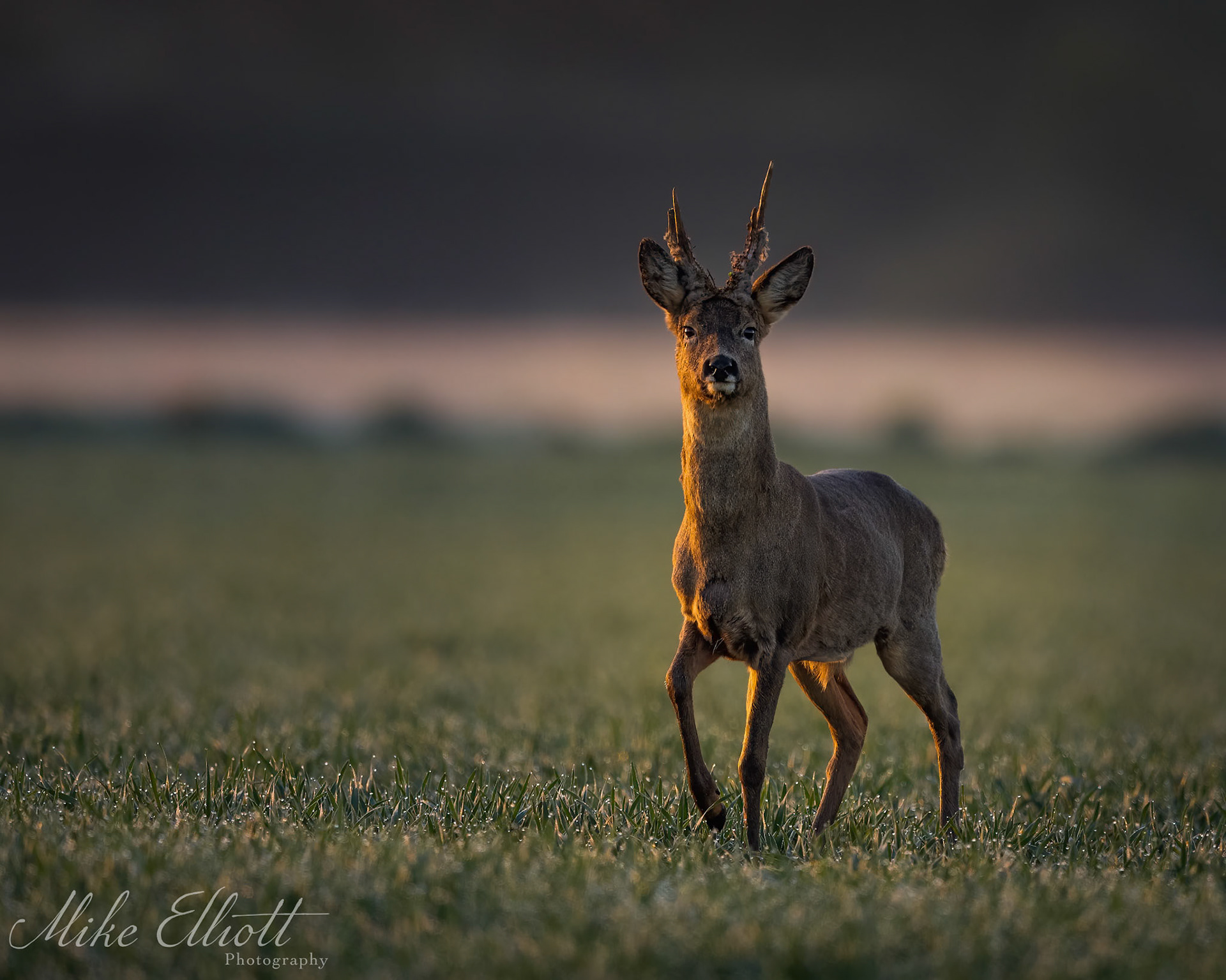 Roe deer in early morning light