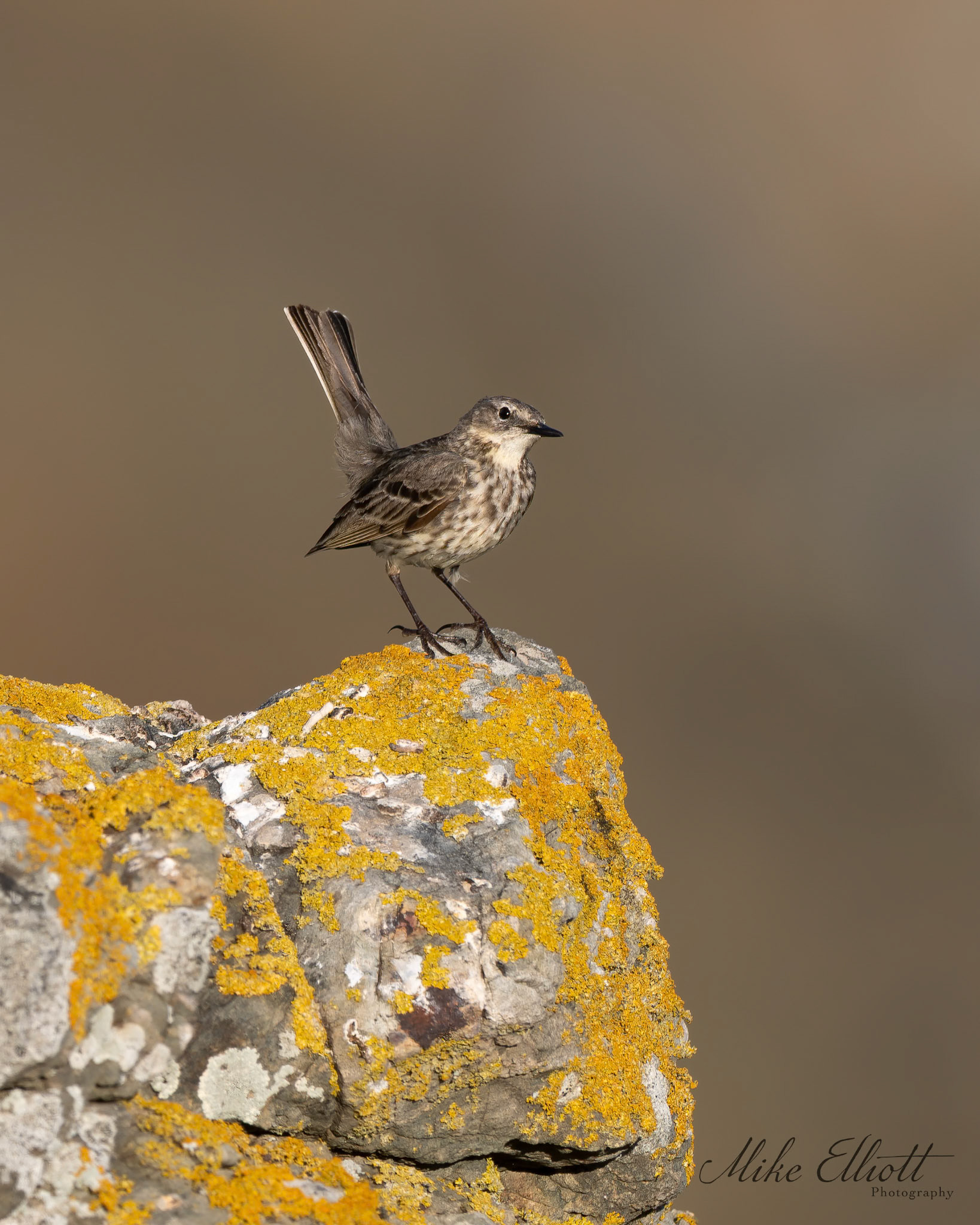 Rock pipit