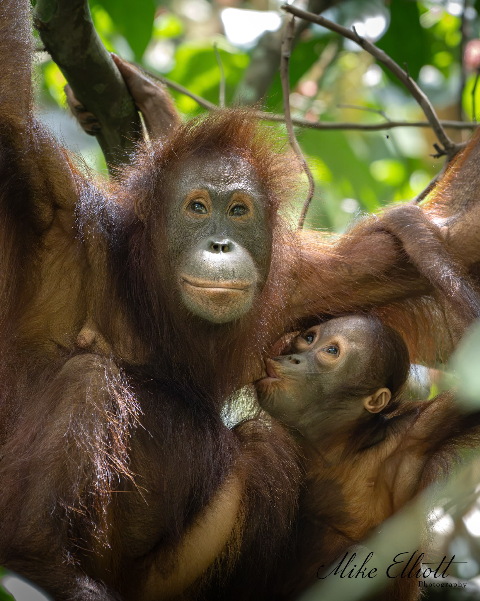 Orangutan and baby