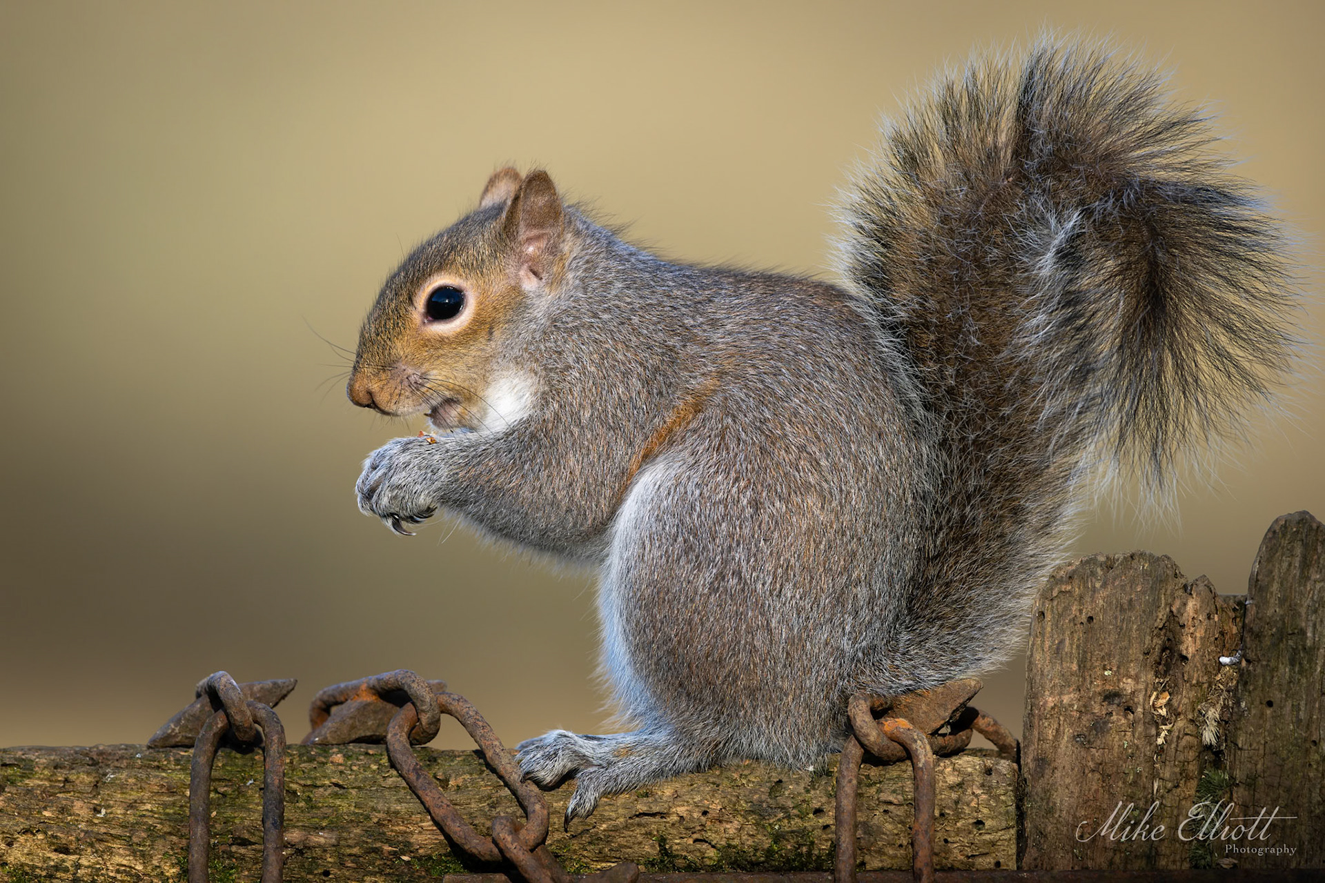 Grey squirel on fence