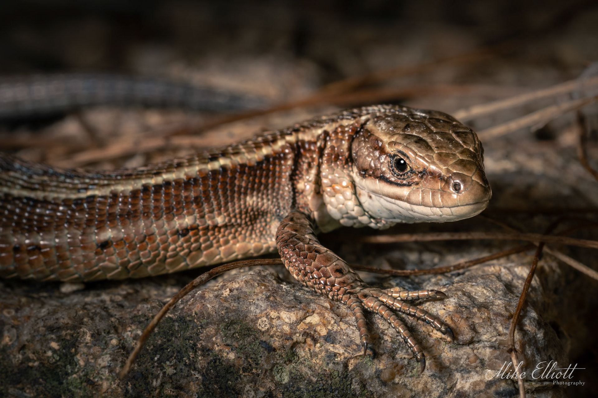 Common lizard