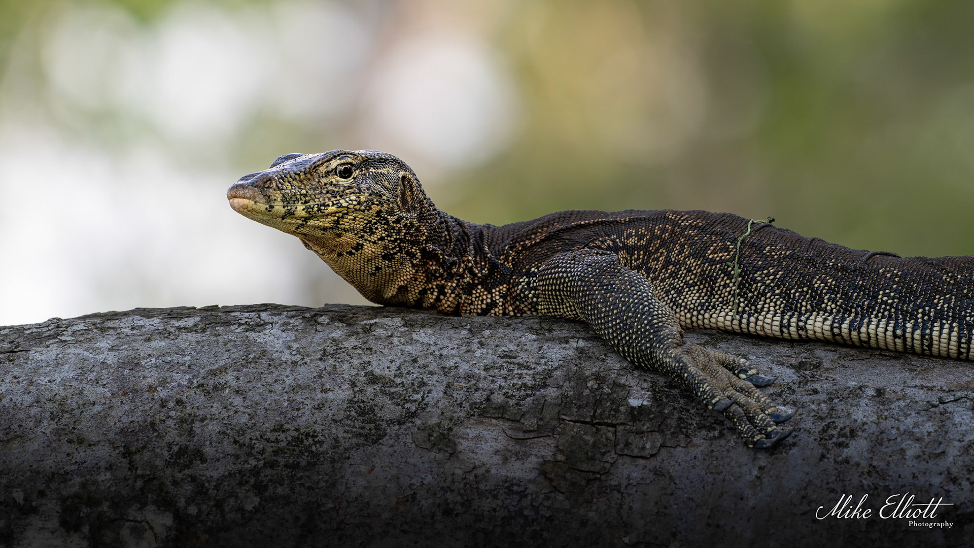 Monitor lizard on a branch