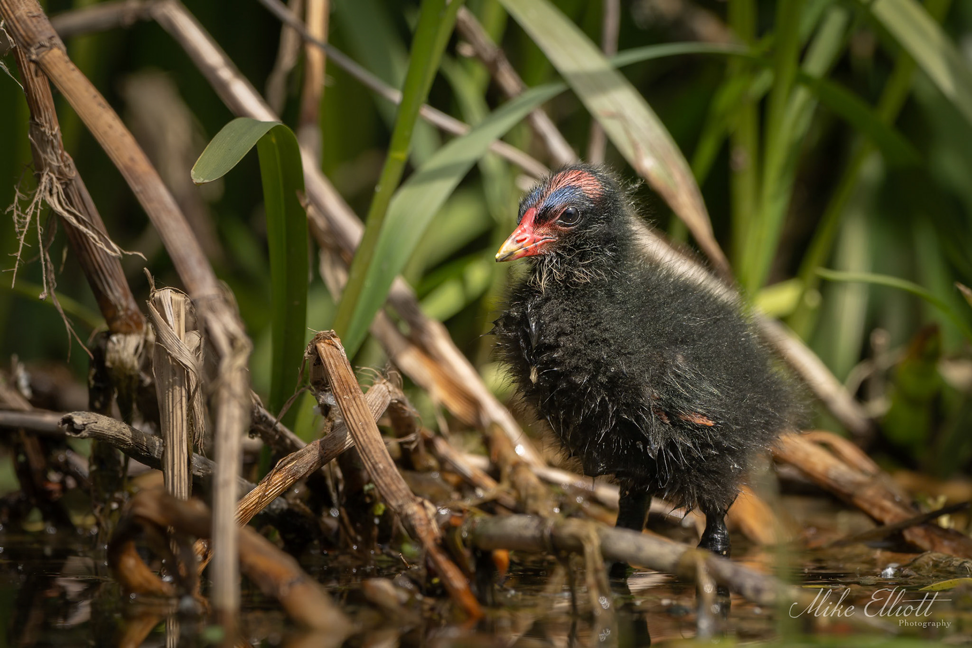 Moorhen chick