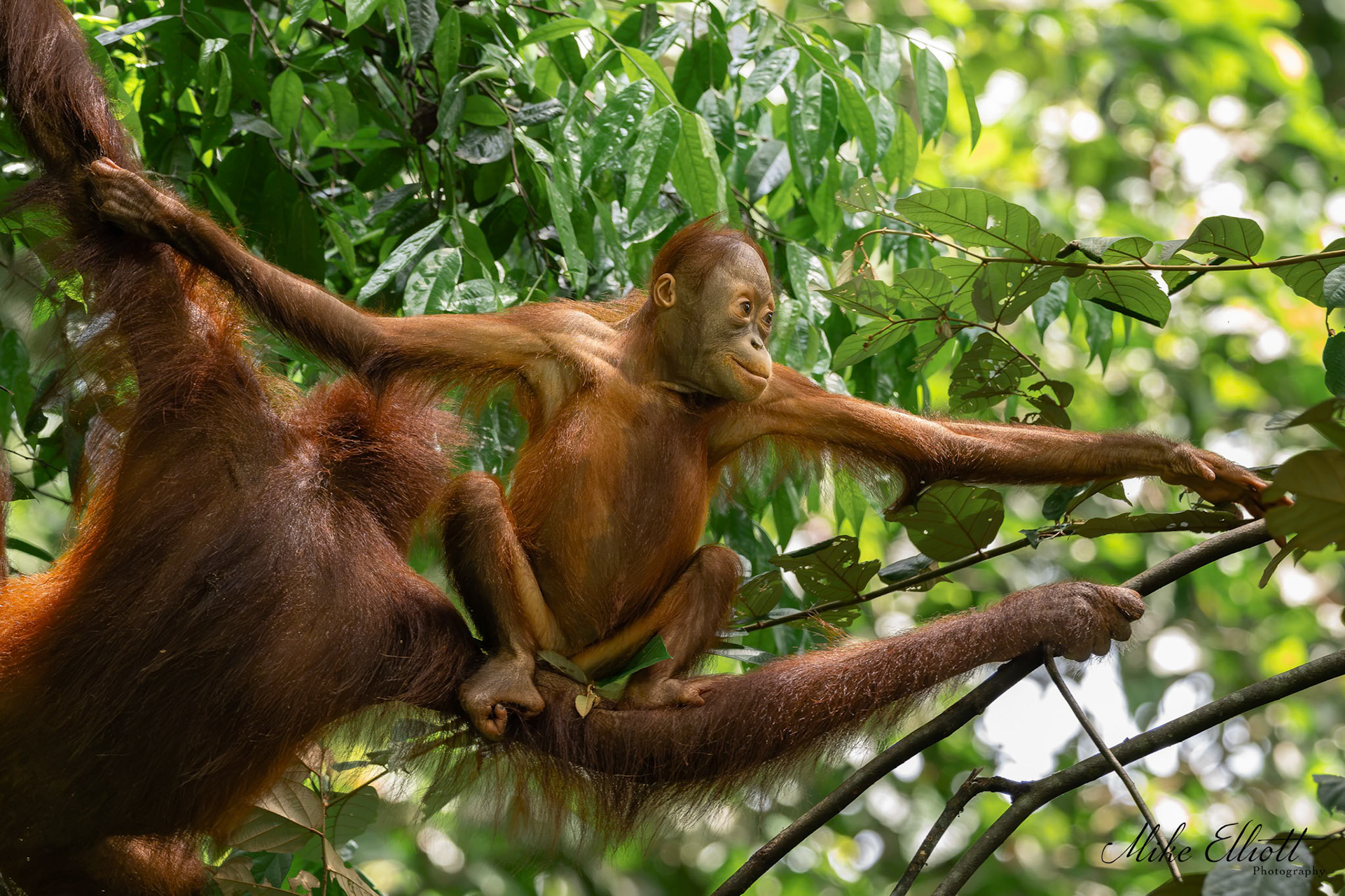 Orangutan bridge