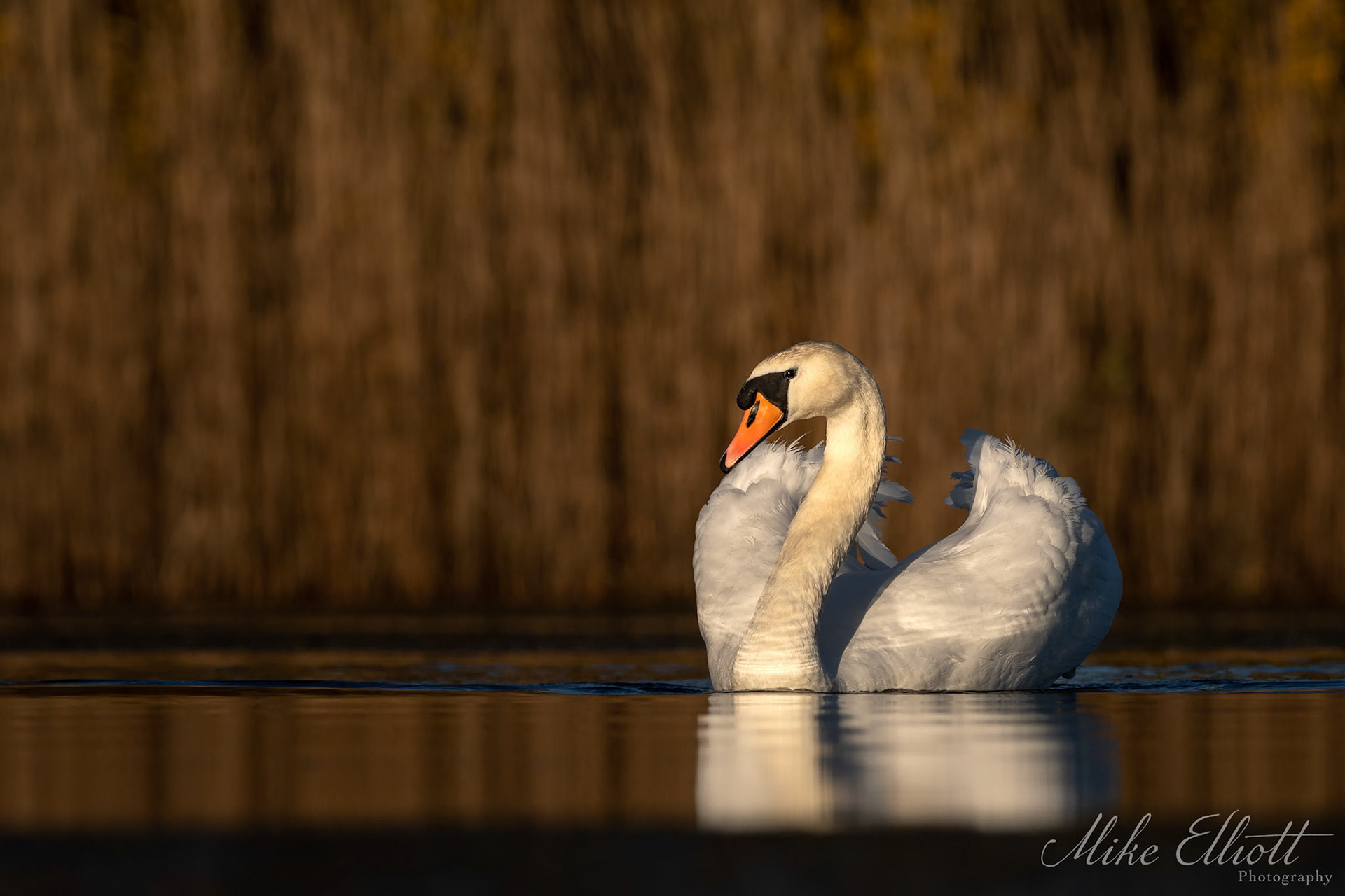 Swan in a golden environment