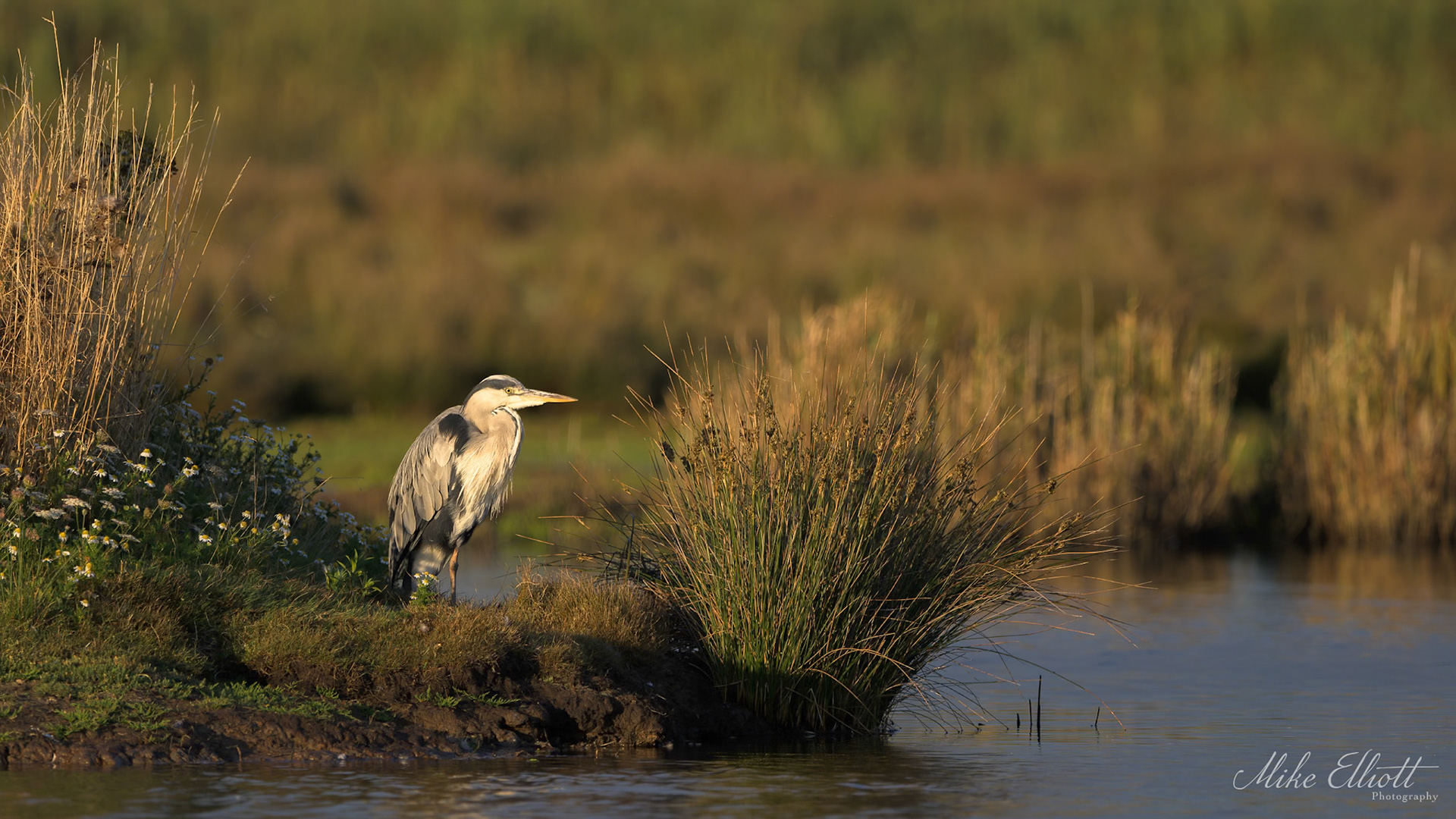 Heron environmental