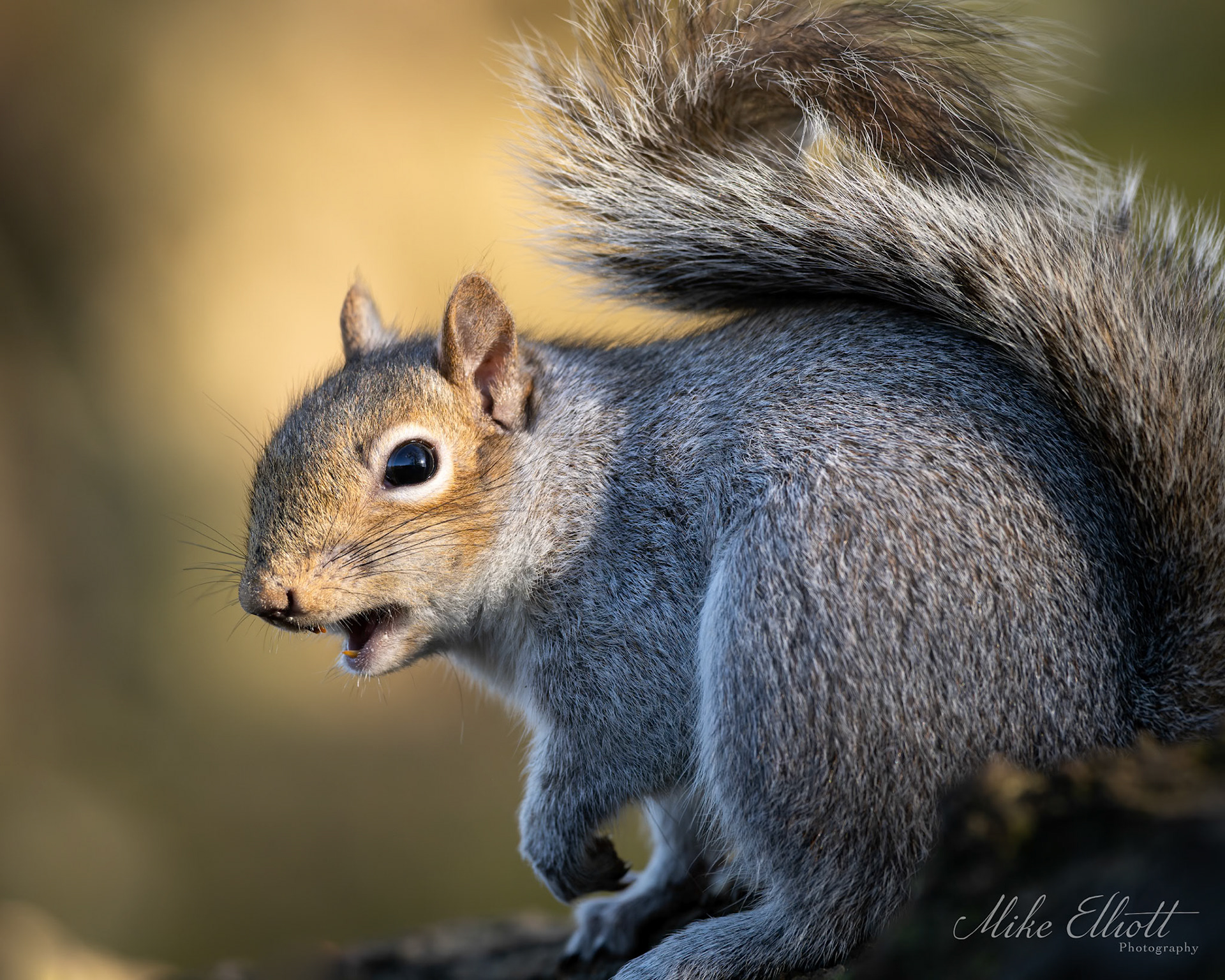 Grey squirel portrait