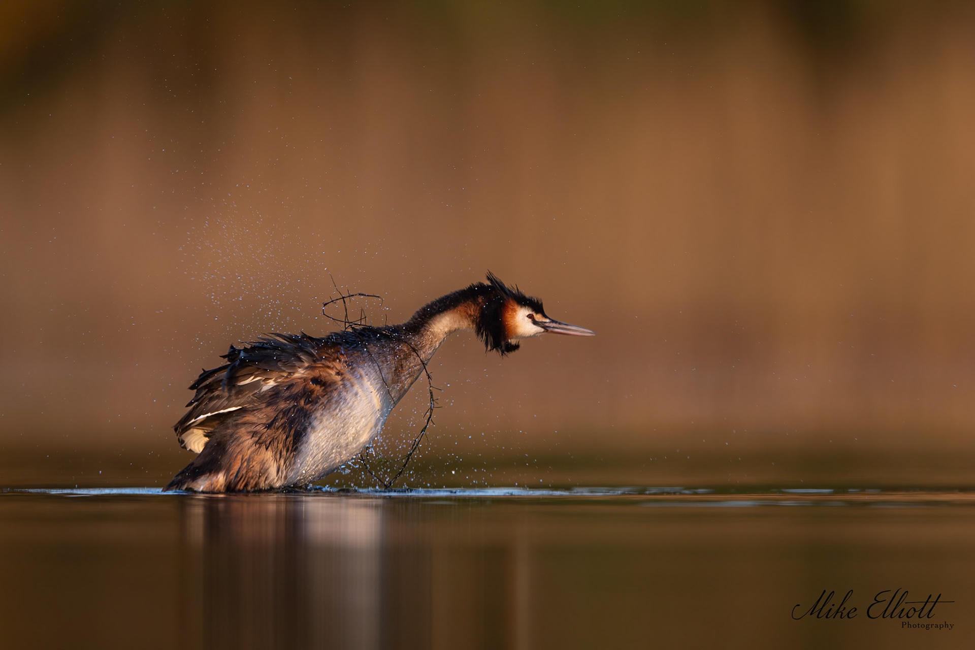 Grebe shaking
