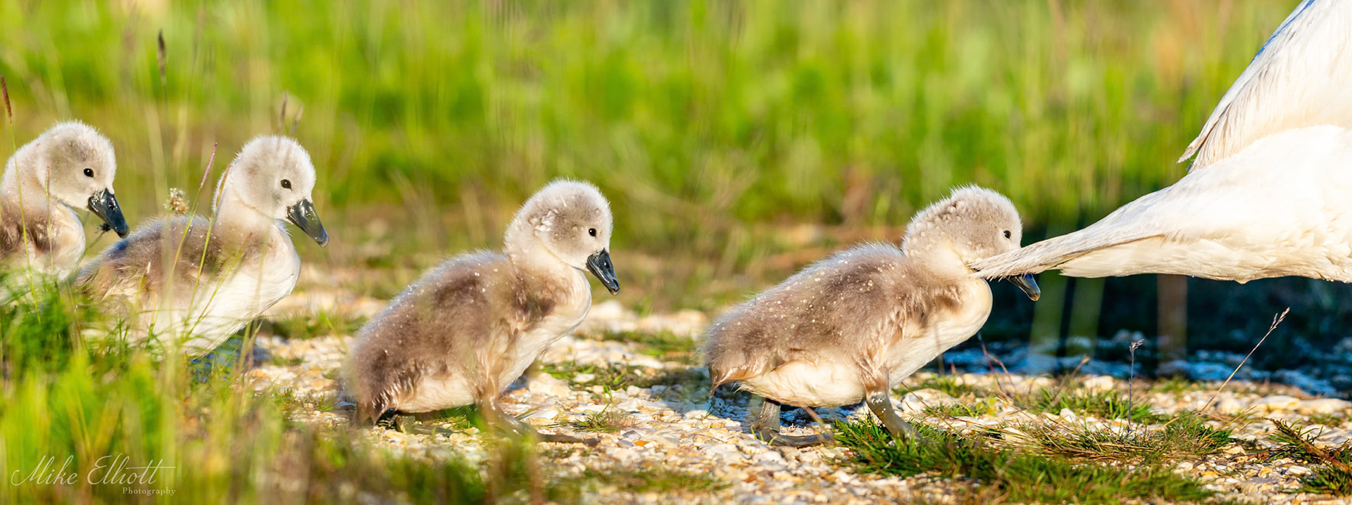 Signet follow the leader