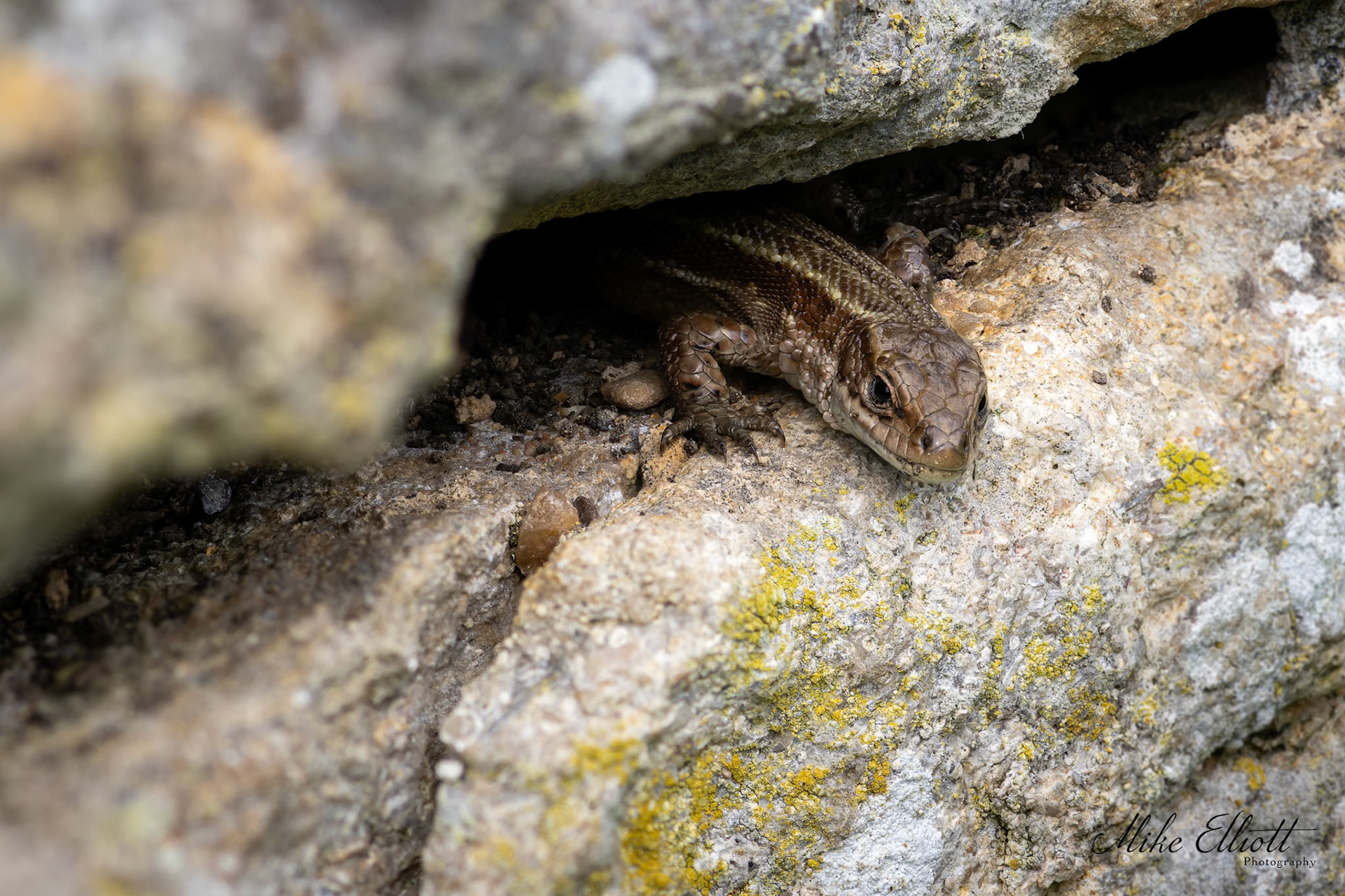 Common lizard peaking out of hole