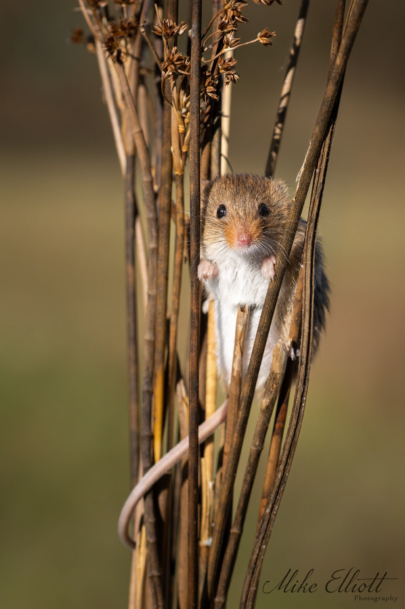 Harvest mouse in reeds