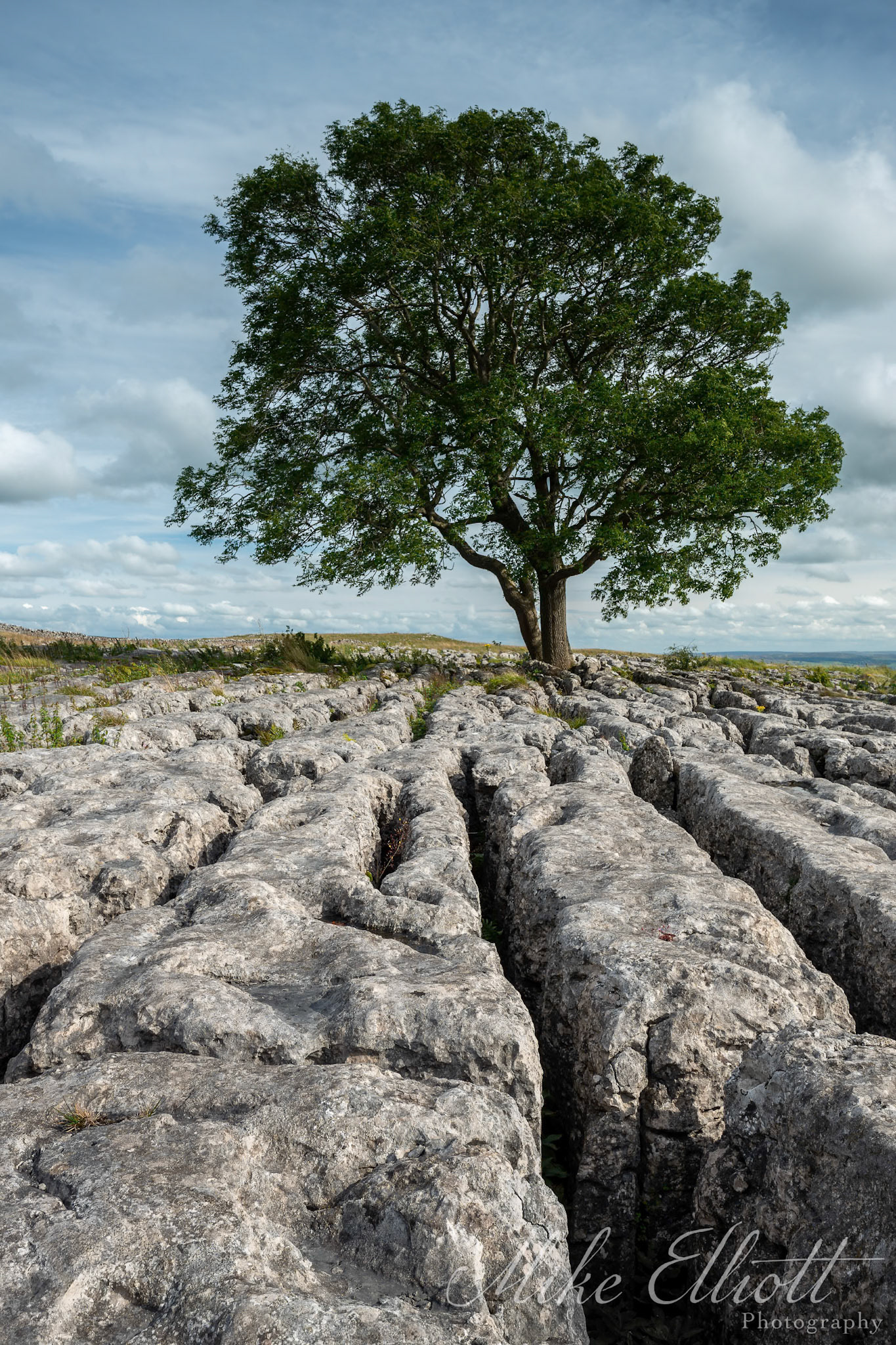Tree on the limestone pavement