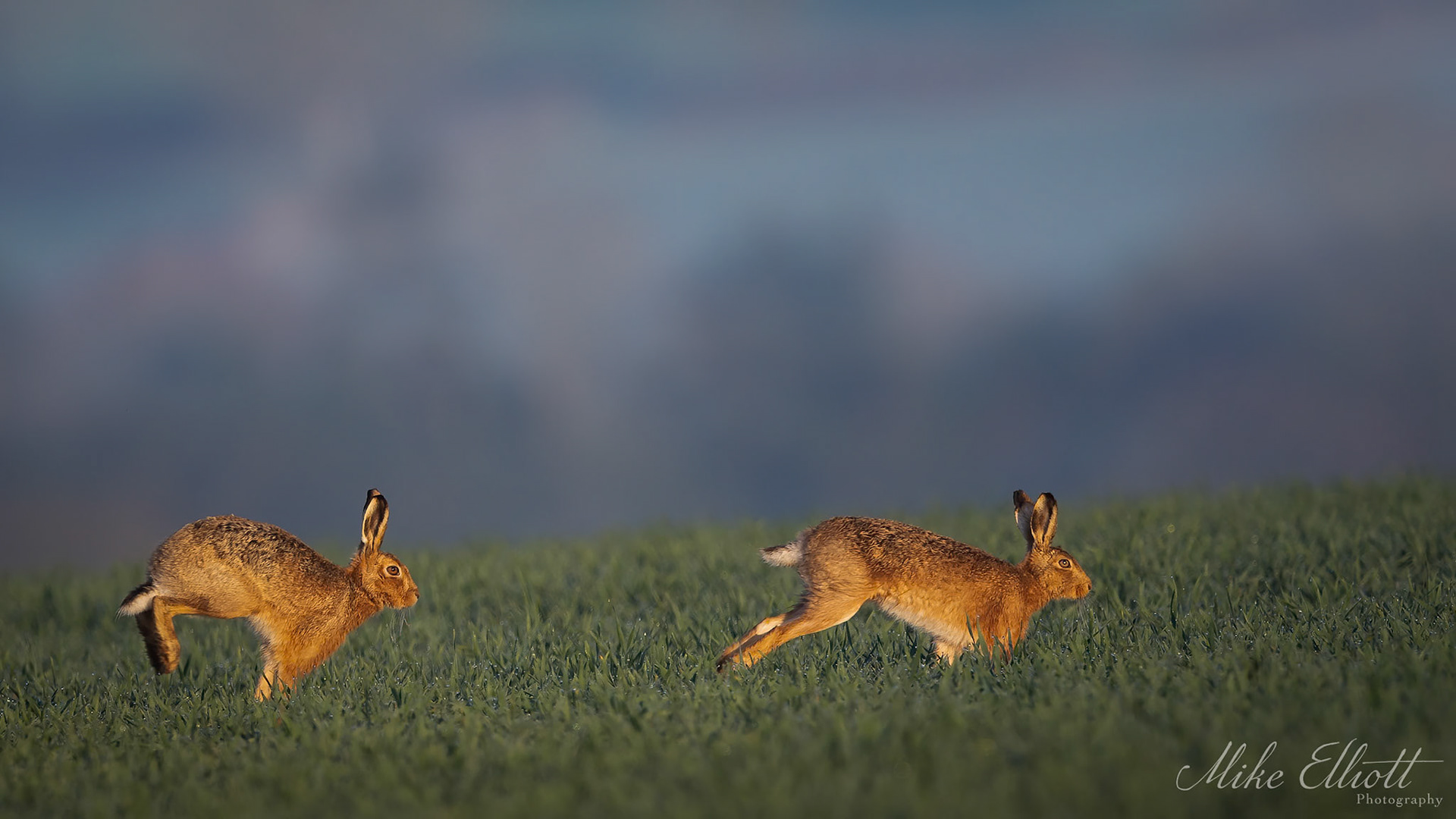 Hare chase
