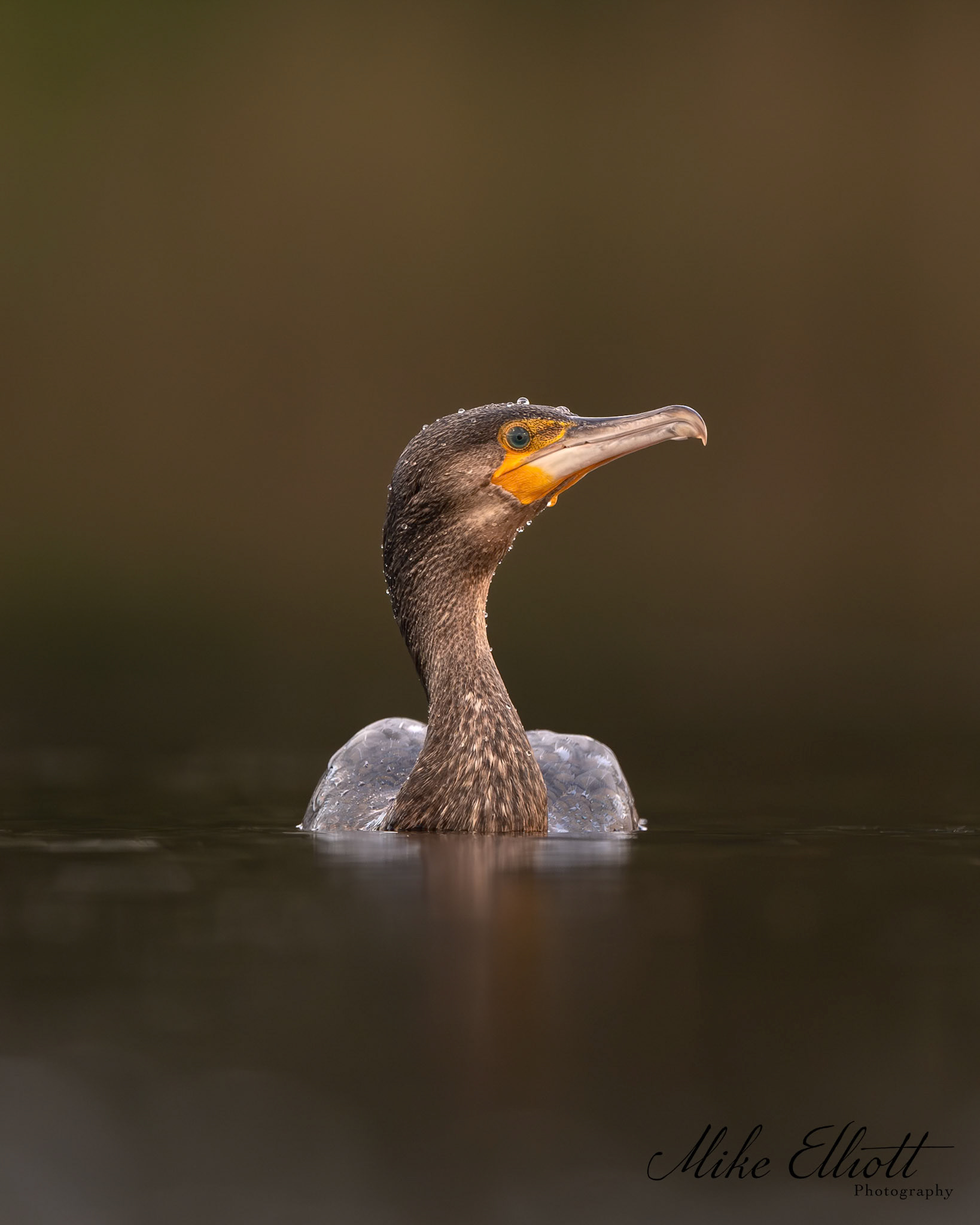 Cormorant with droplets
