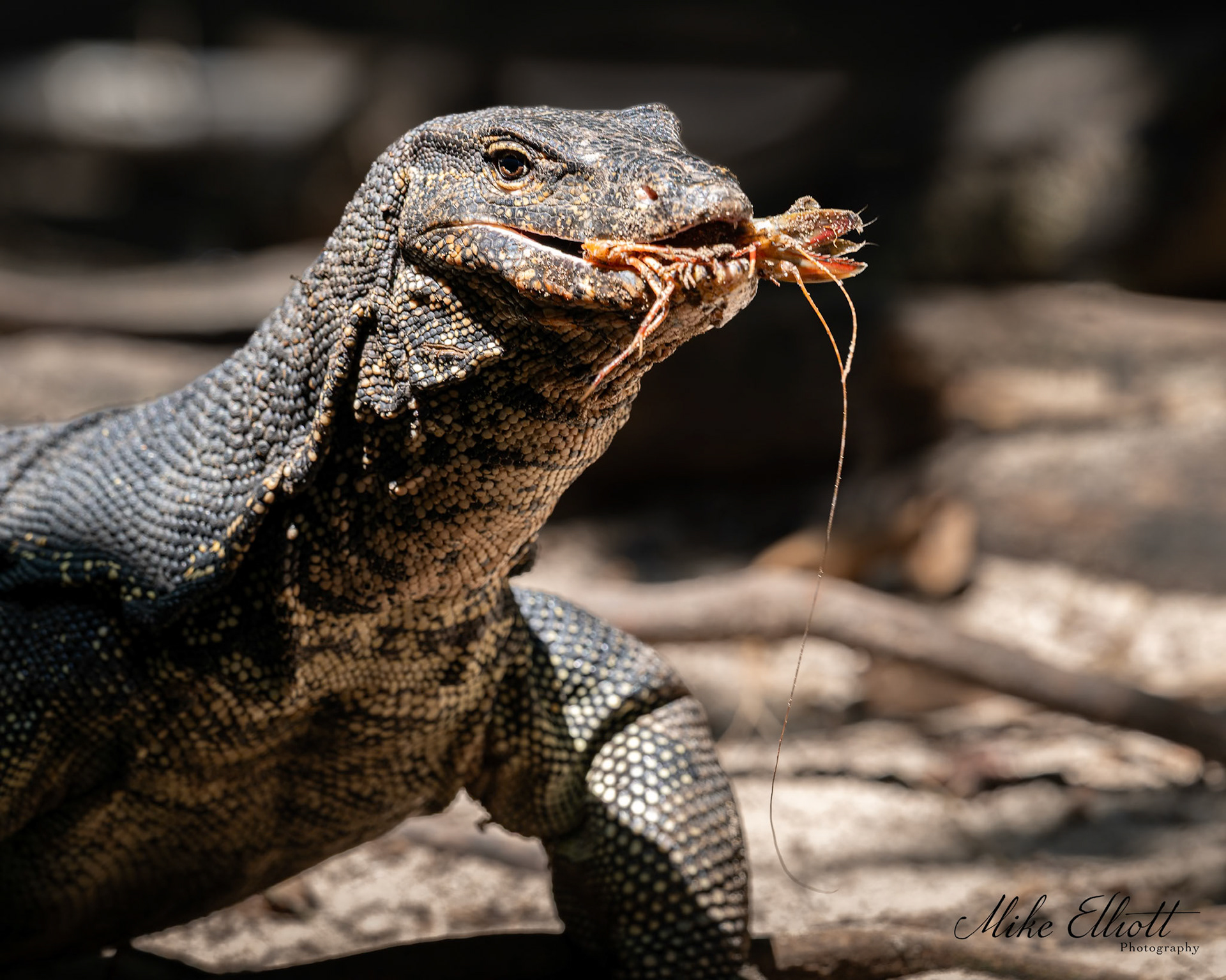 Monitor lizard with a langostine