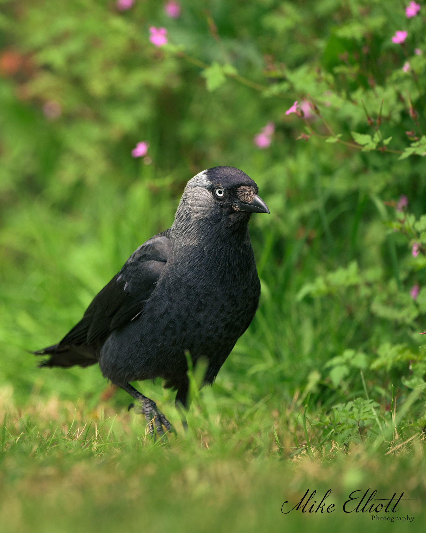 Jackdaw