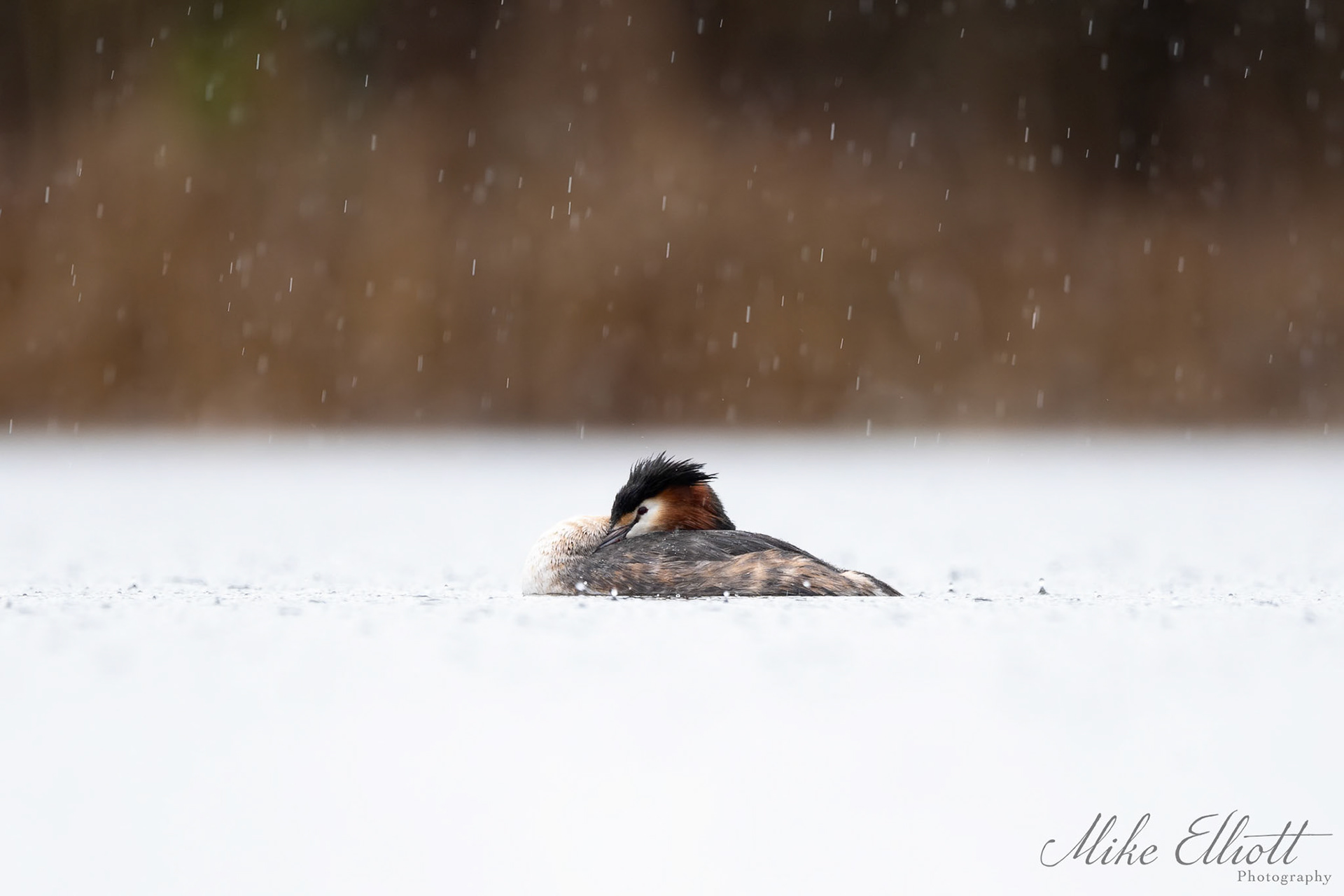 Great crested grebe in a shower