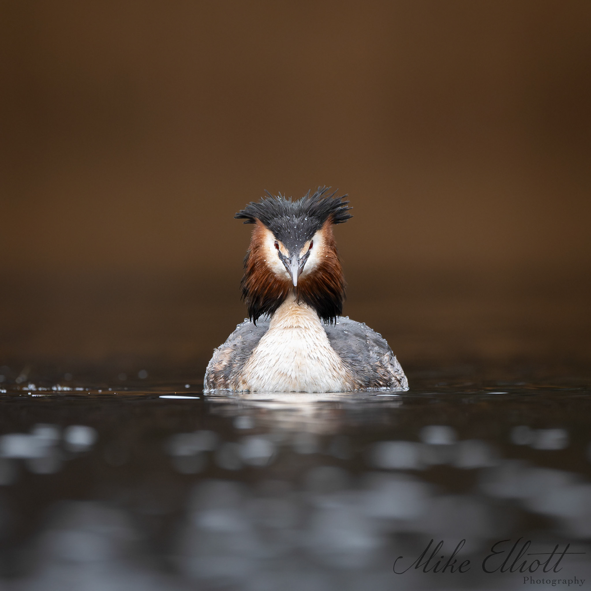Great crested grebe head on