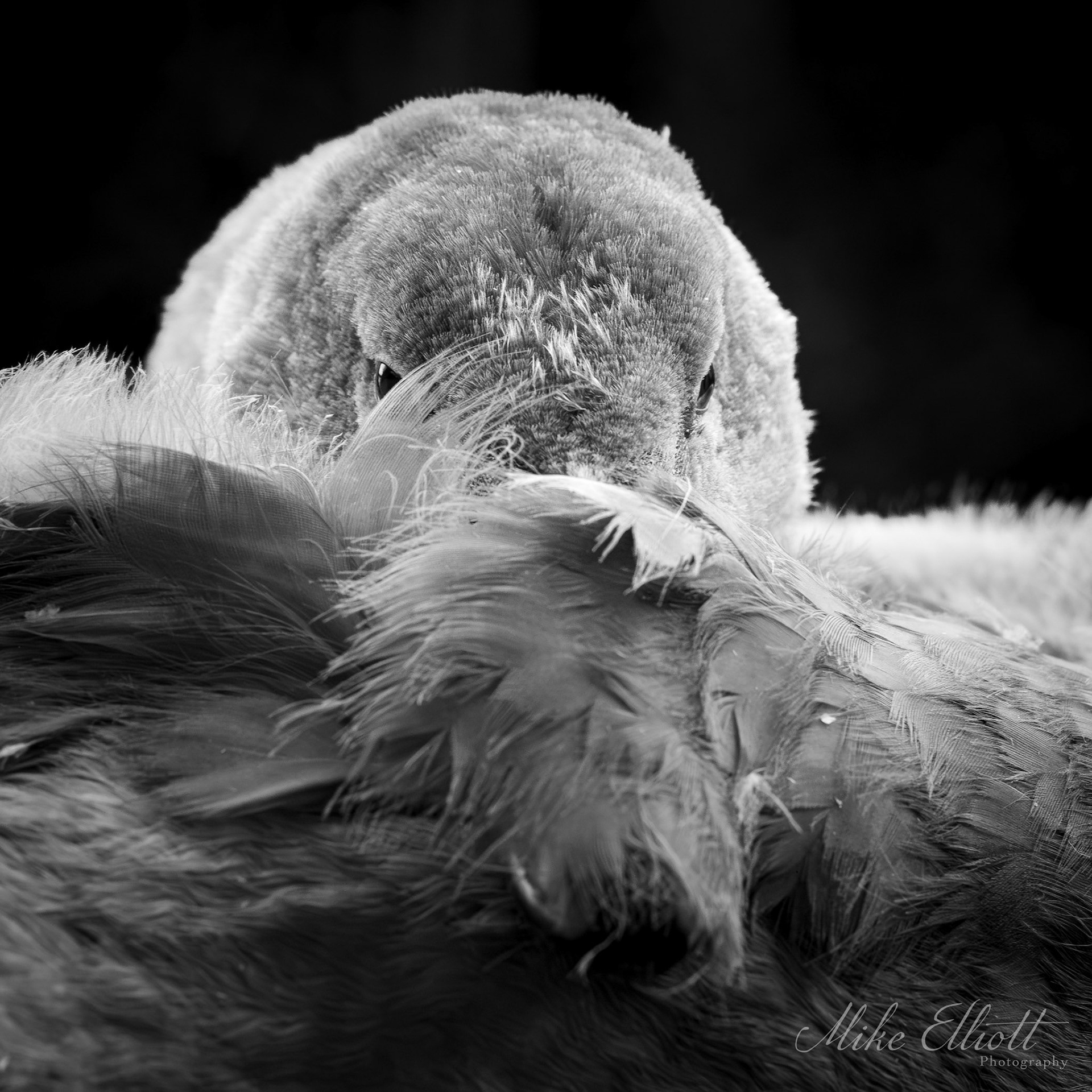 Cygnet resting