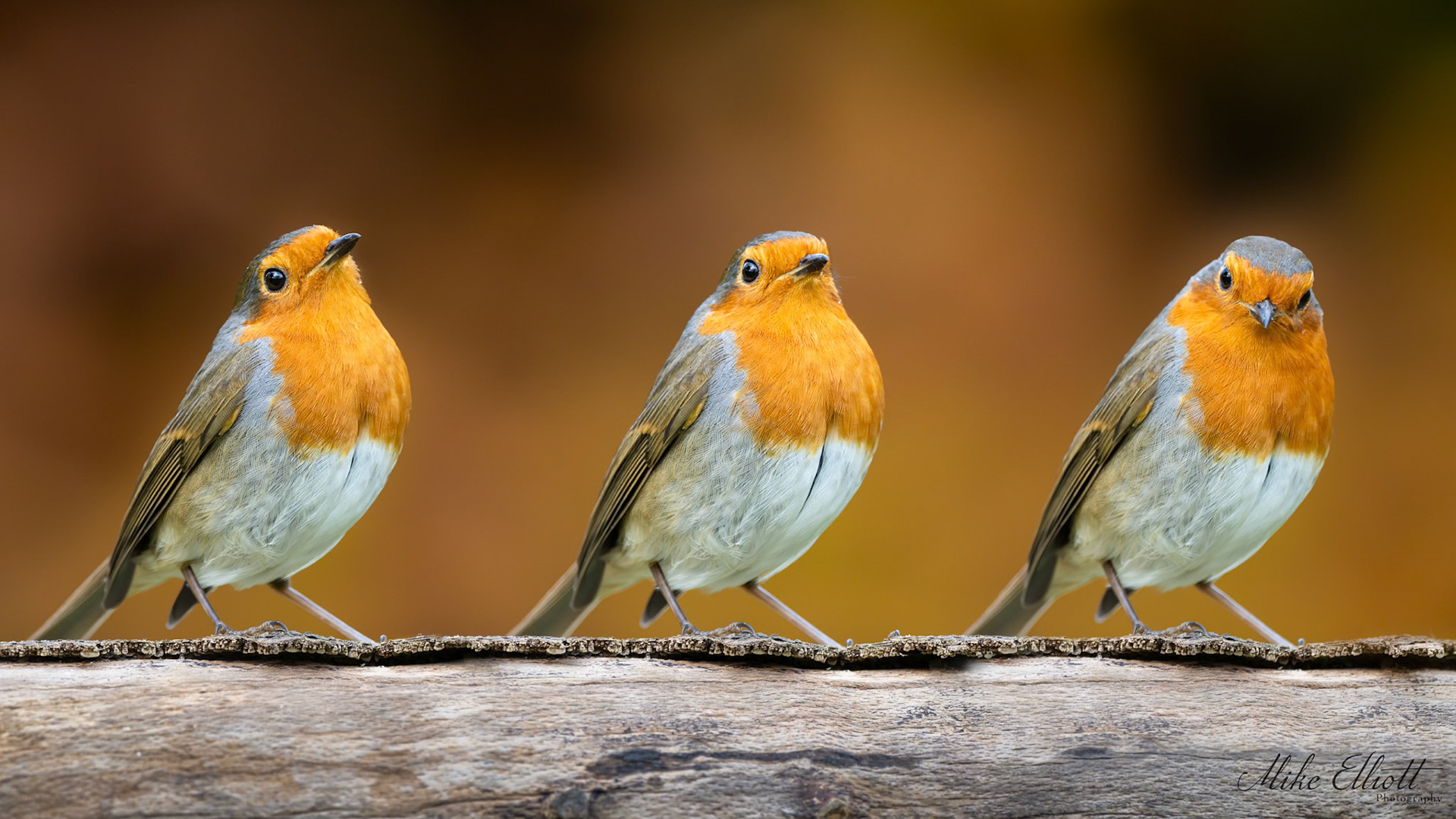 Robin expressions