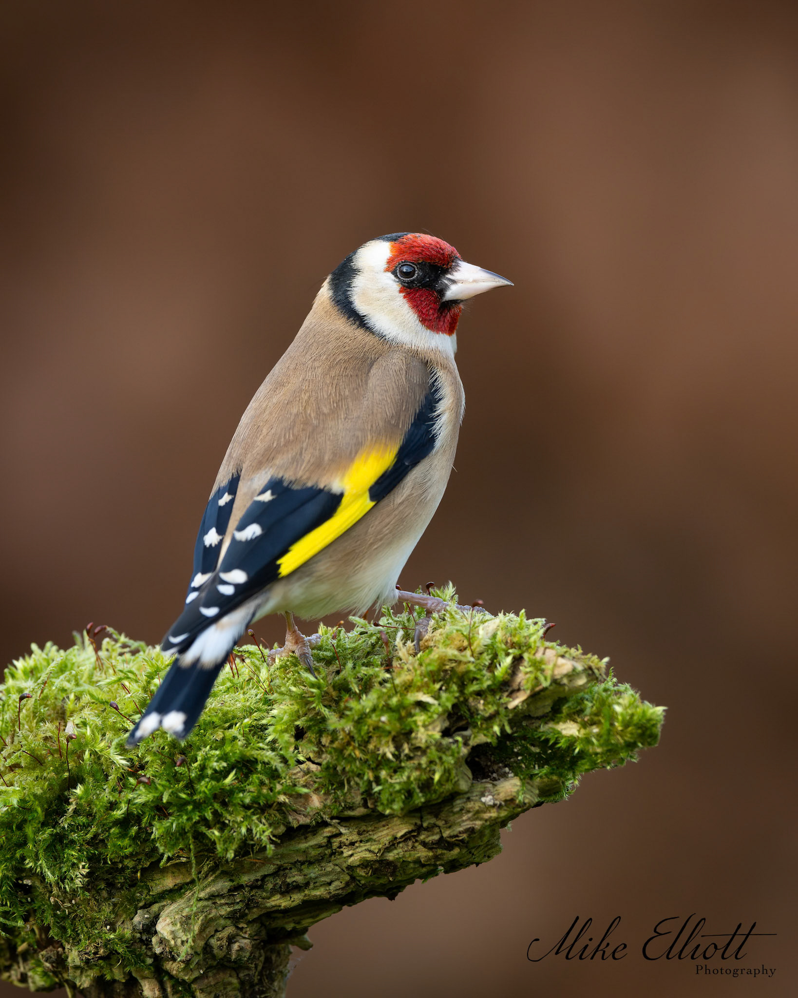 Goldfinch portrait