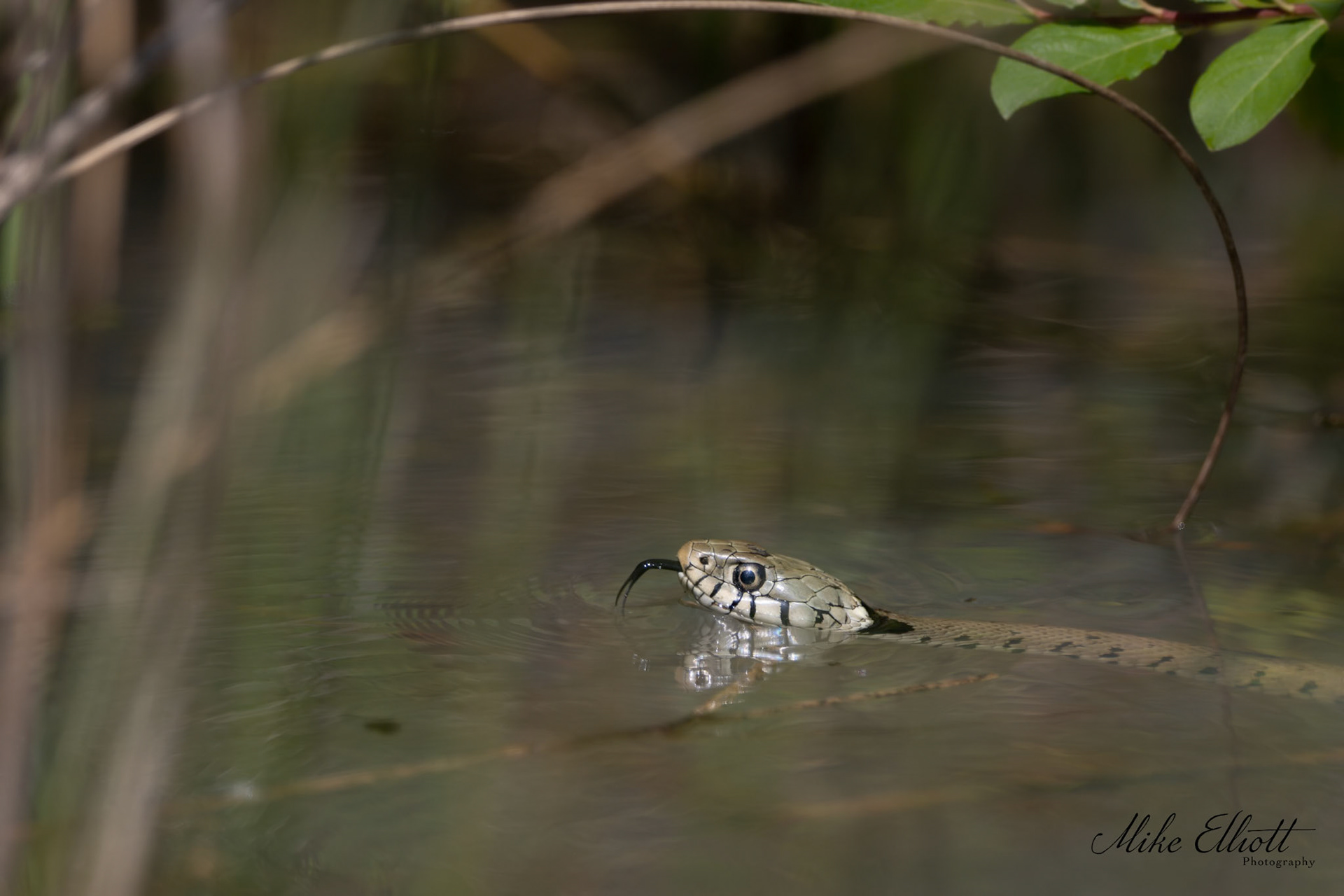 Swimming grass snake