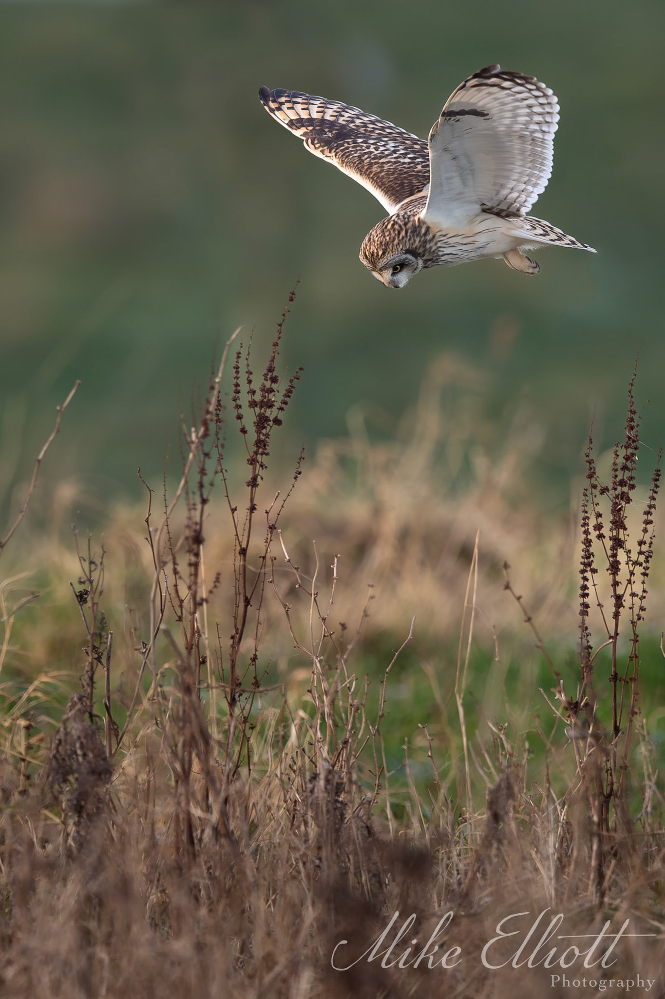 Short eared owl on the hunt