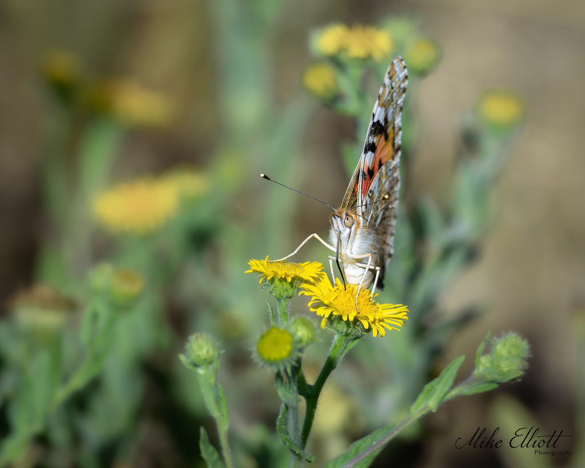 Painted lady butterfly