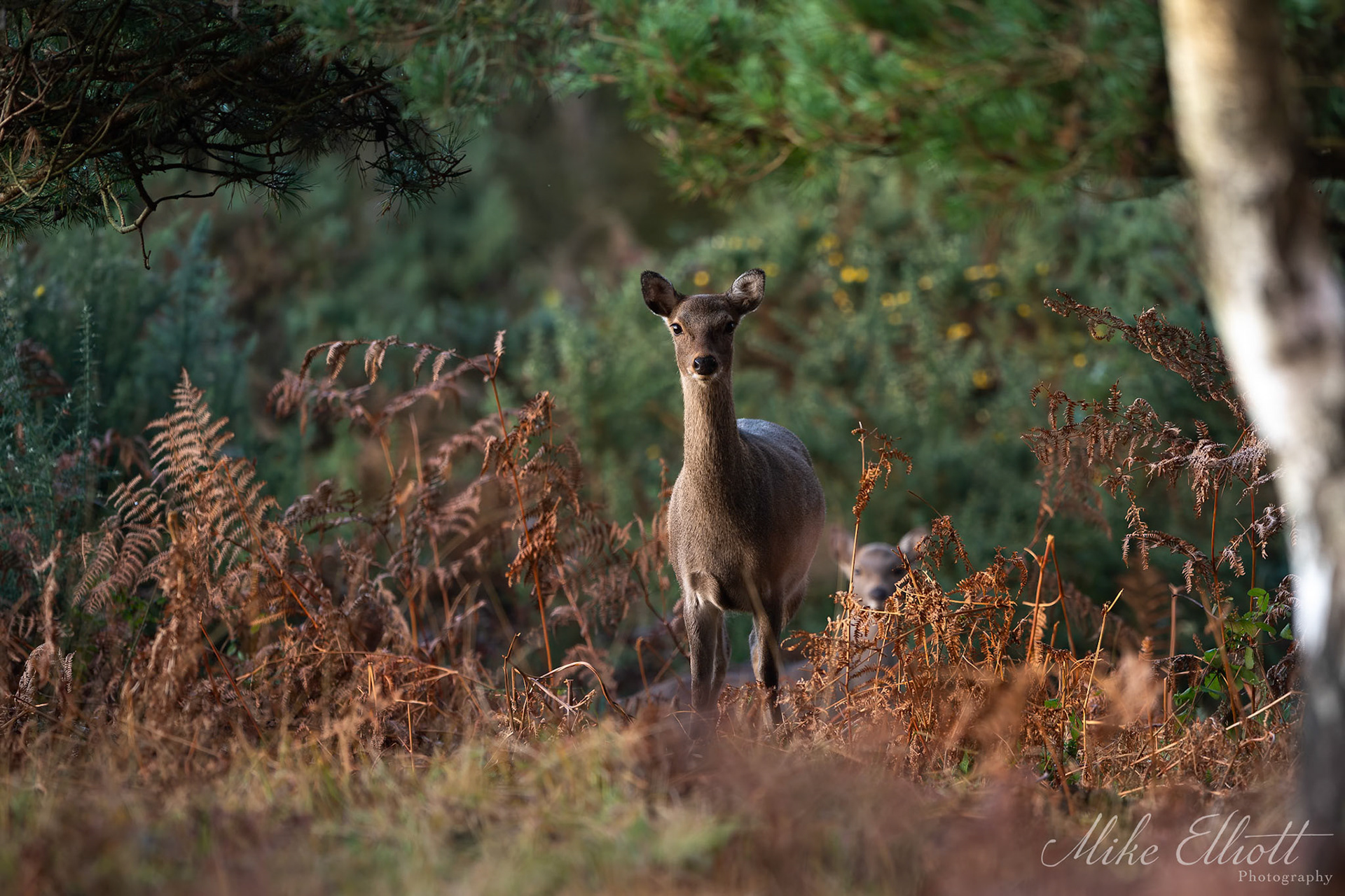 Sika hind in warm side light