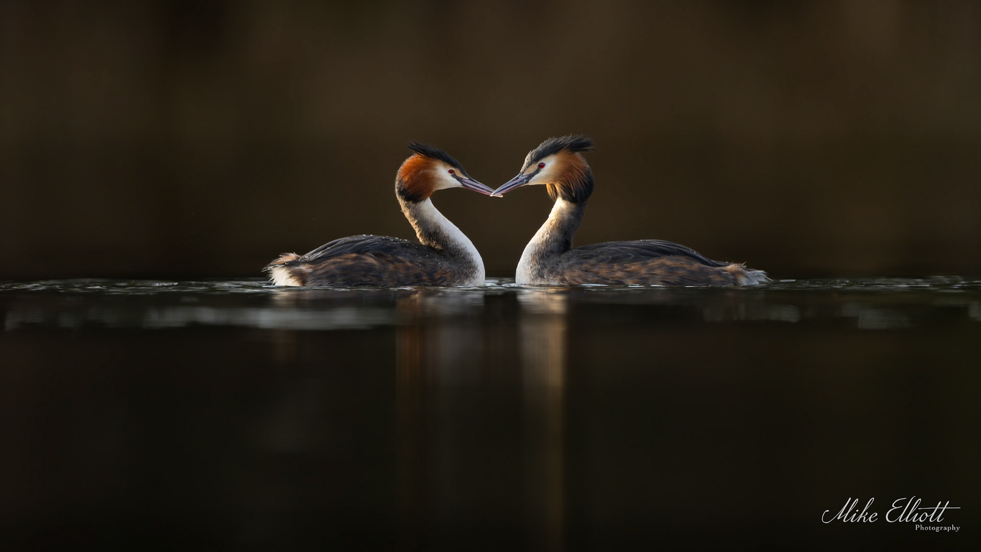 Great crested grebe heart