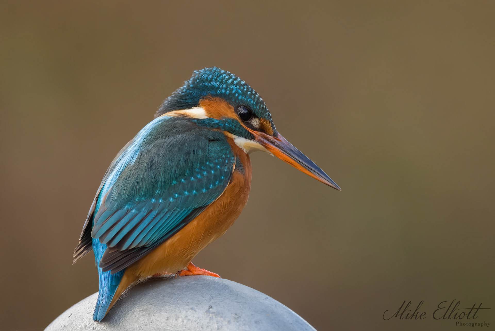 Female kingfisher portrait