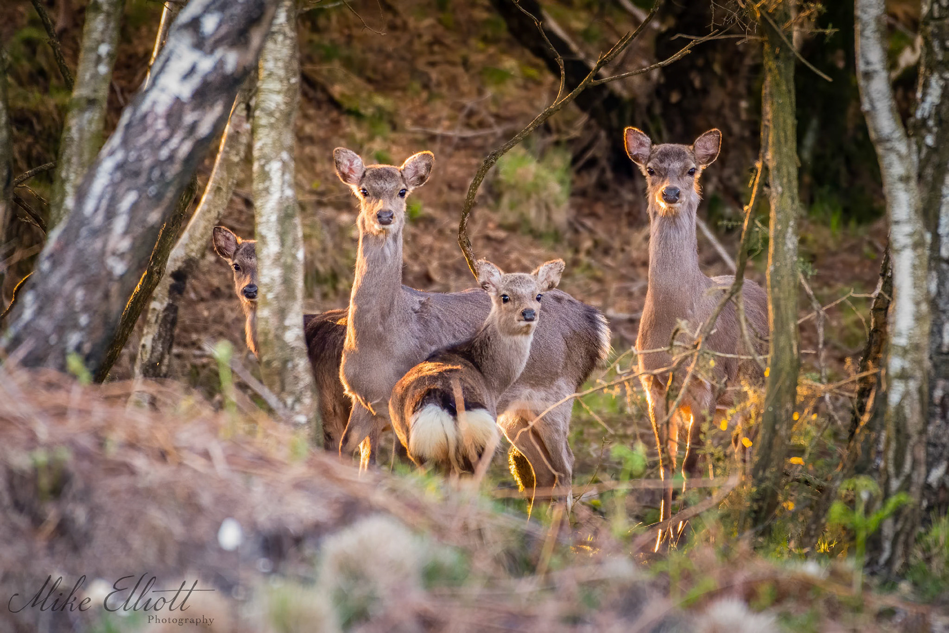 Sika deer family