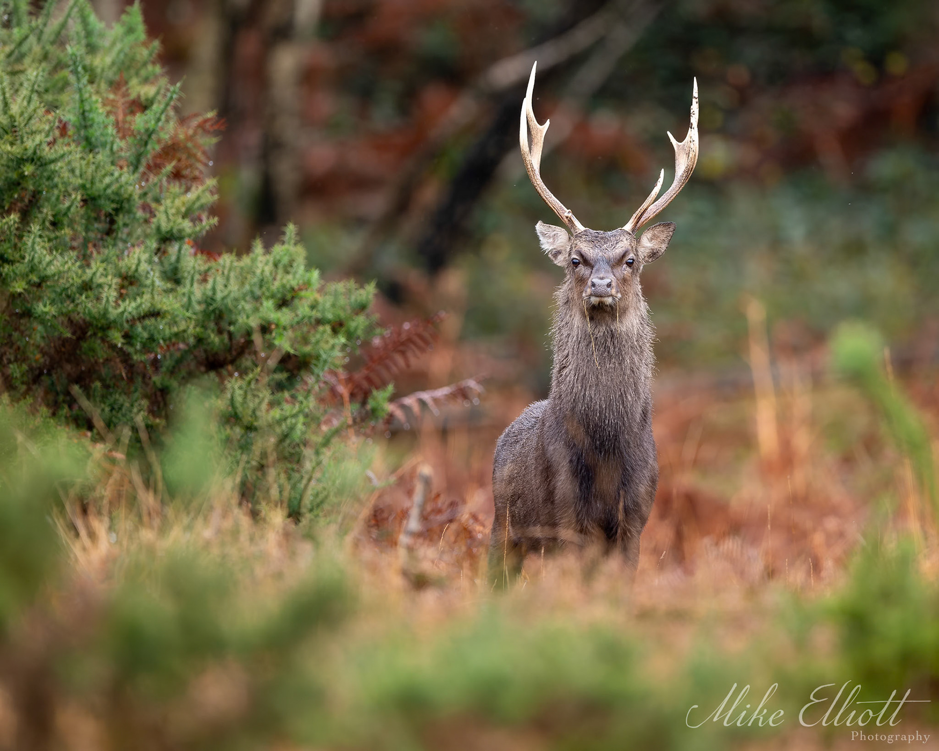 Sika stag in foliage