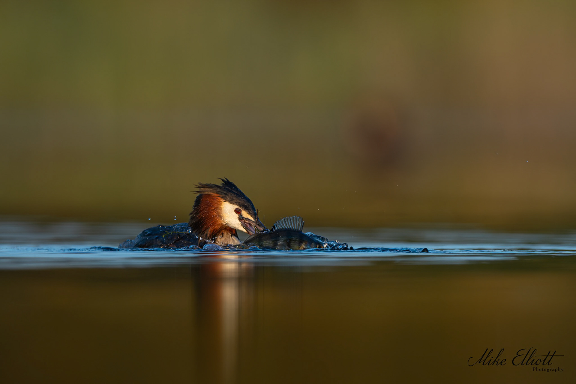 Grebe with Perch