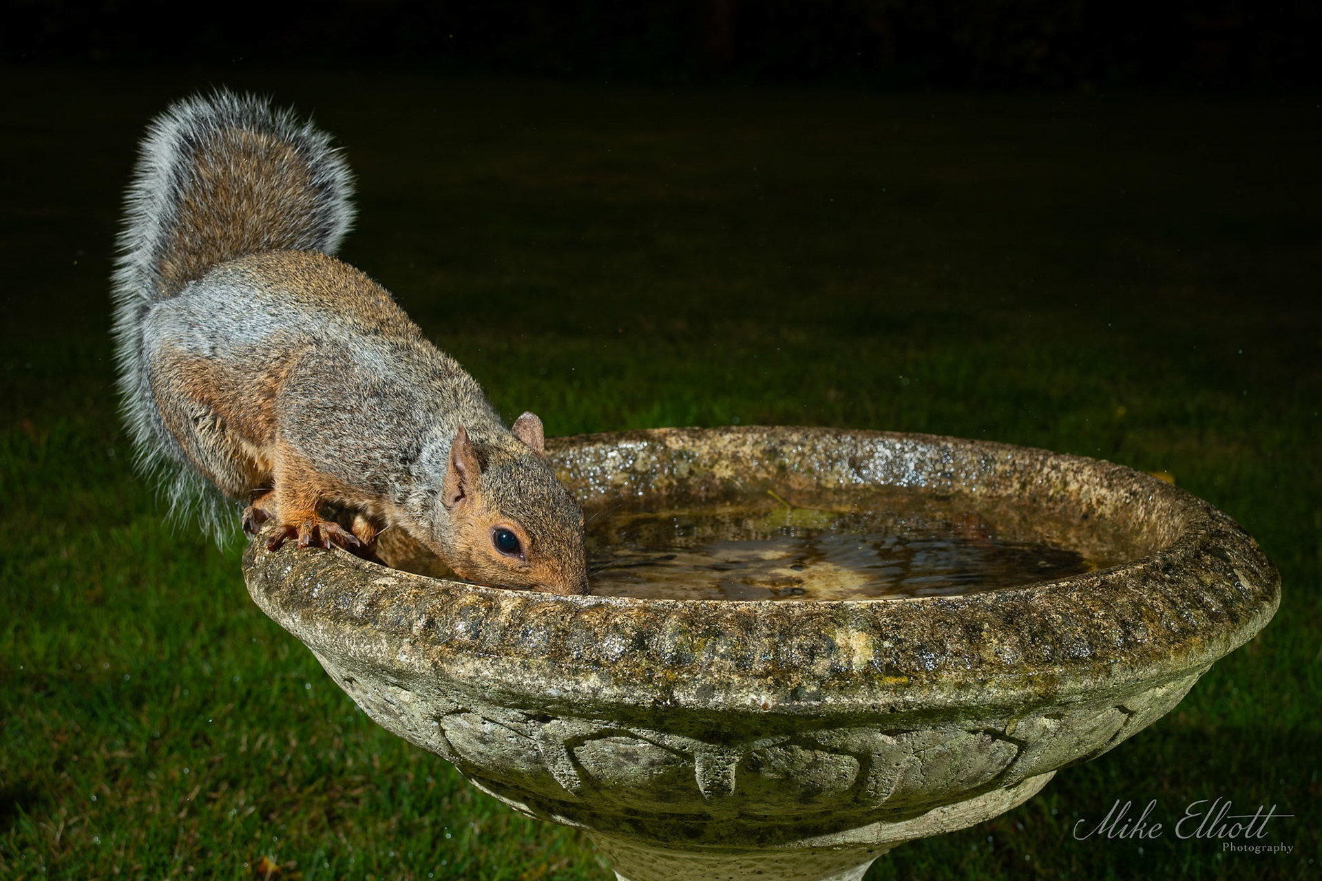Grey squirrel on bird bath
