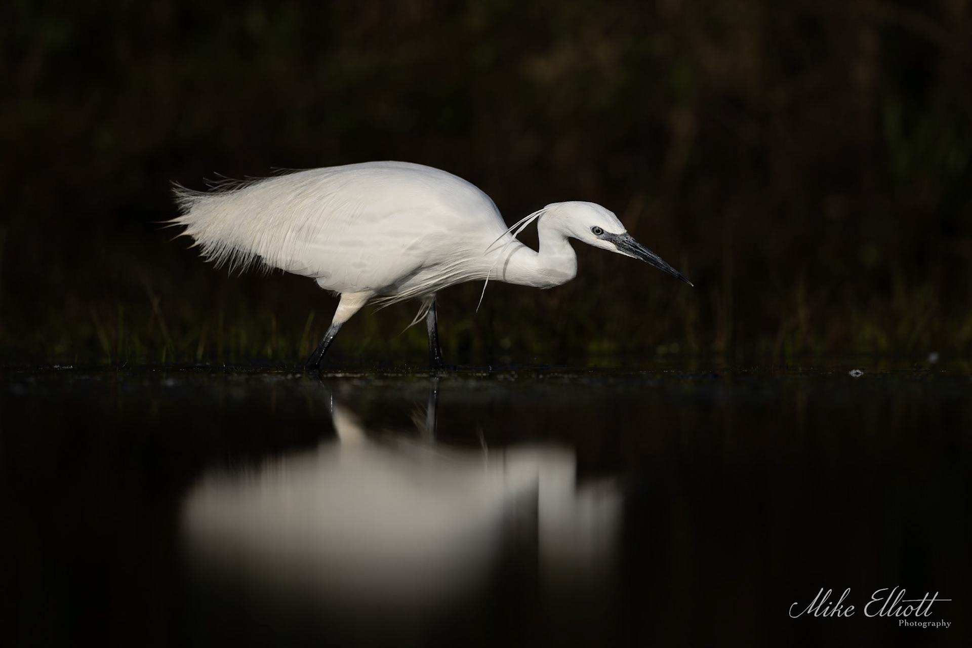 Little egret hunting