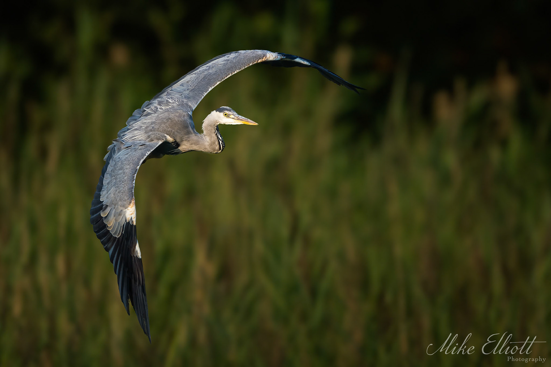 Heron in flight