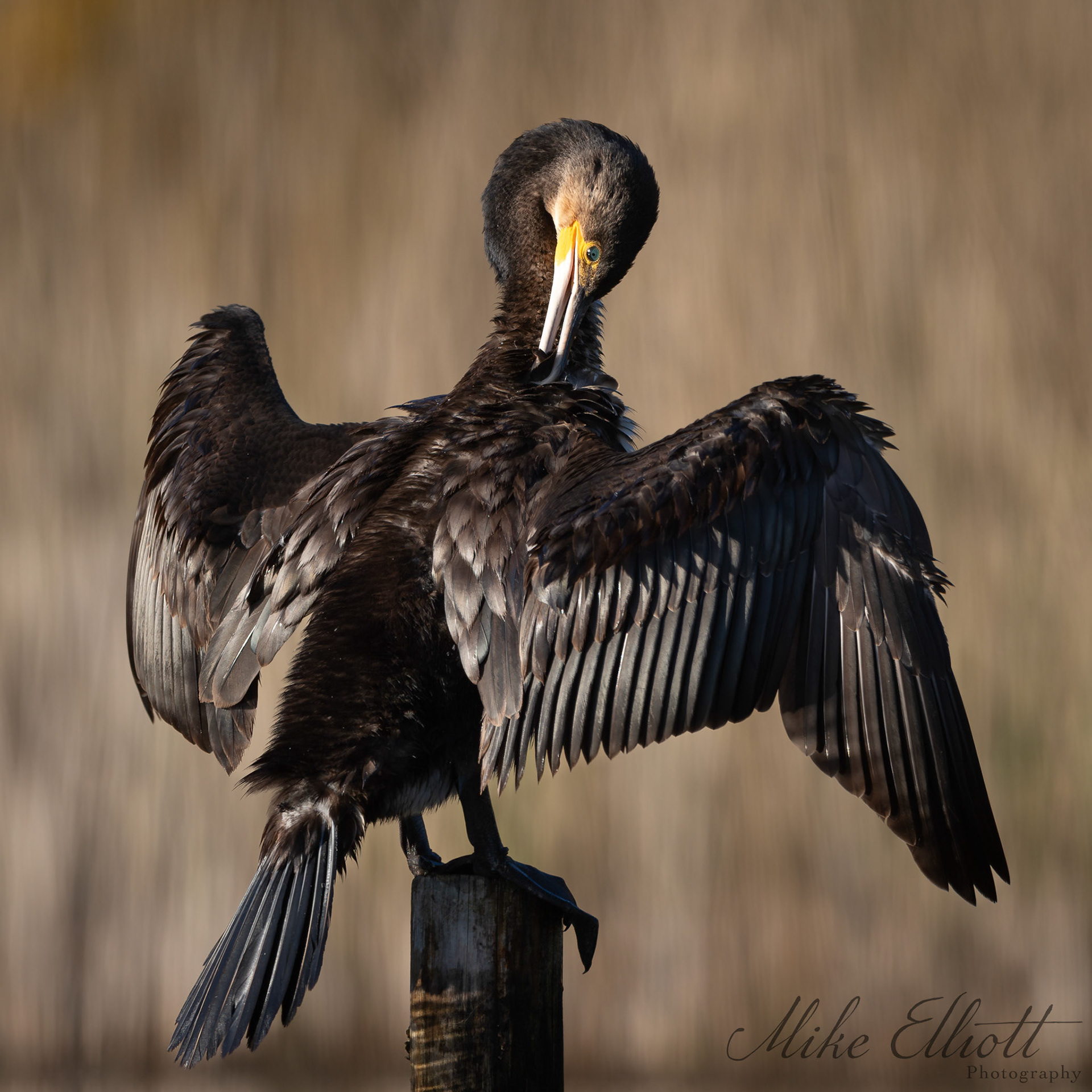 Cormorant preening