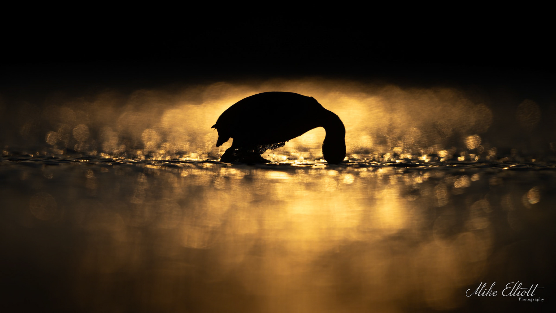 Coot diving in the bokeh