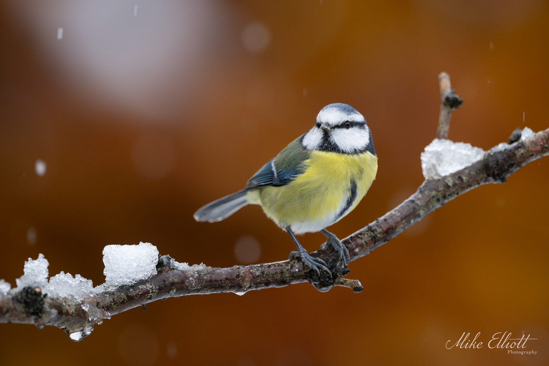 Blue tit in the snow