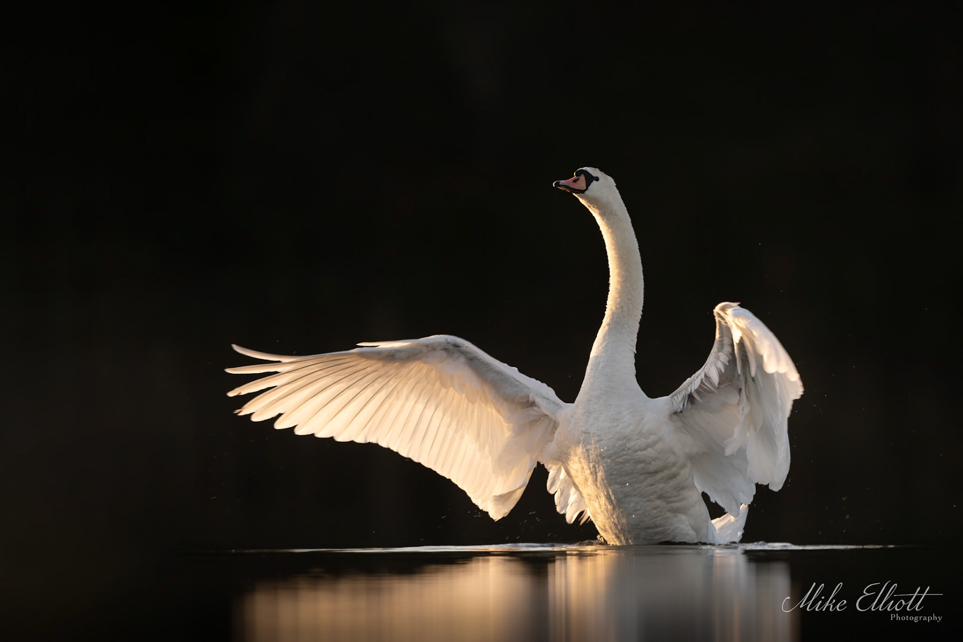 Swan stretch