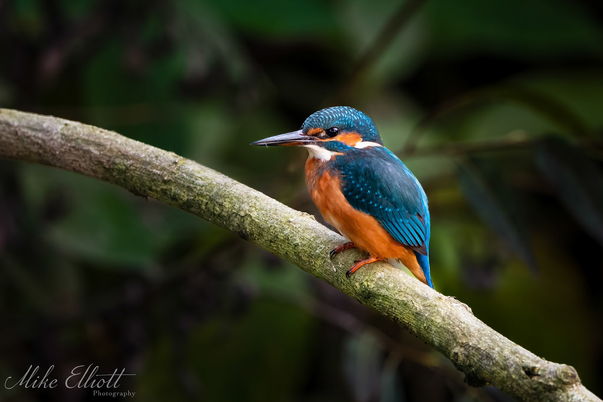Female knigfisher portrait