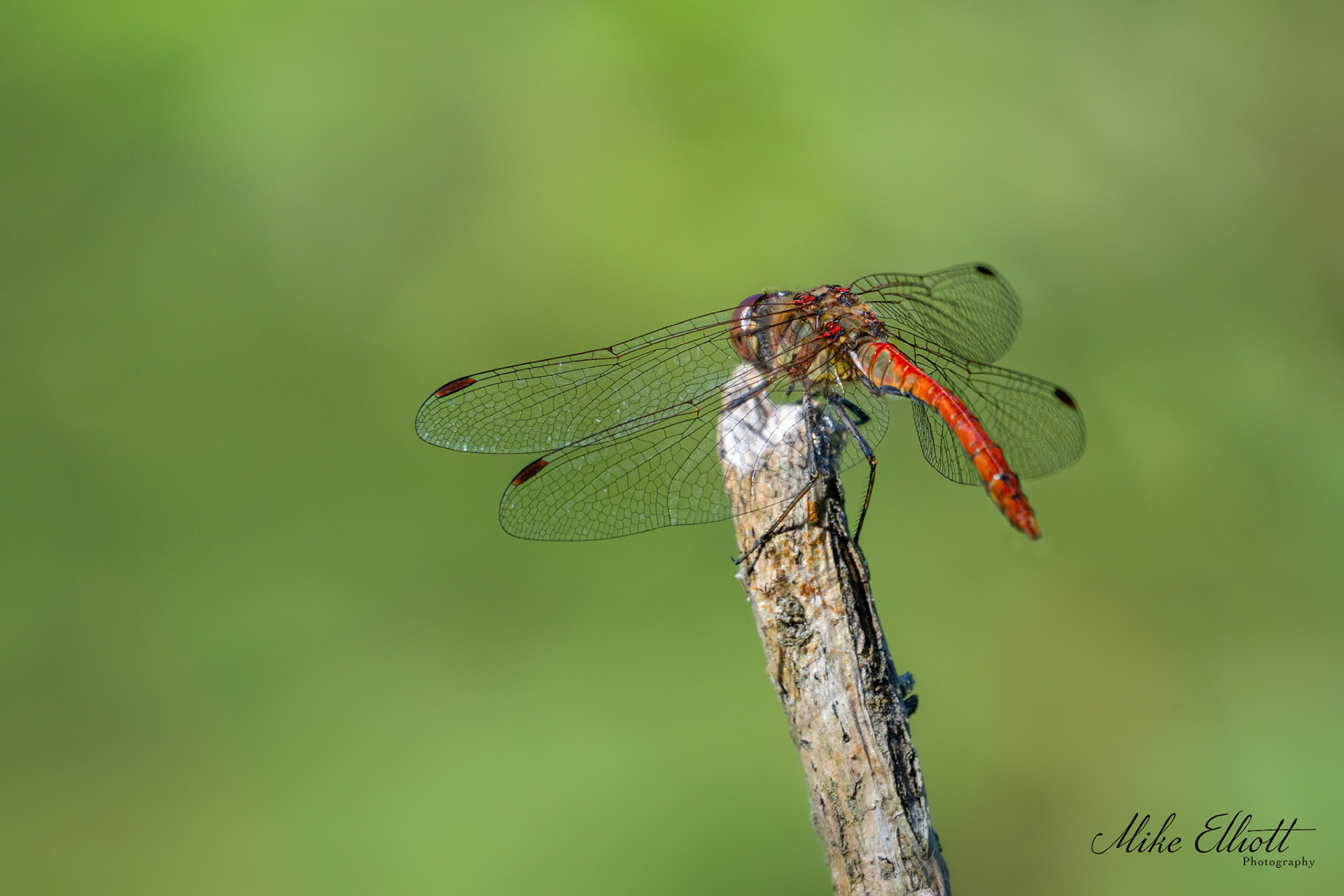 Common darter dragonfly