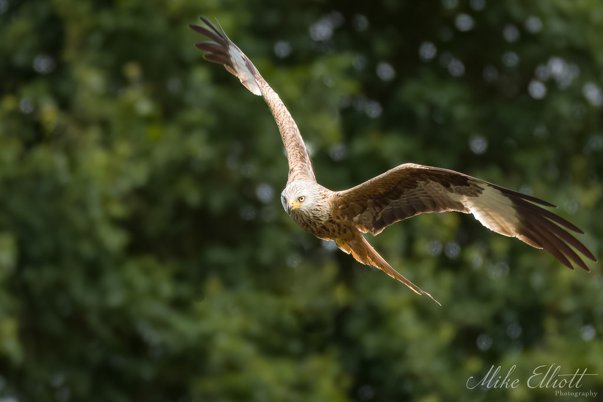 Red kite fly by