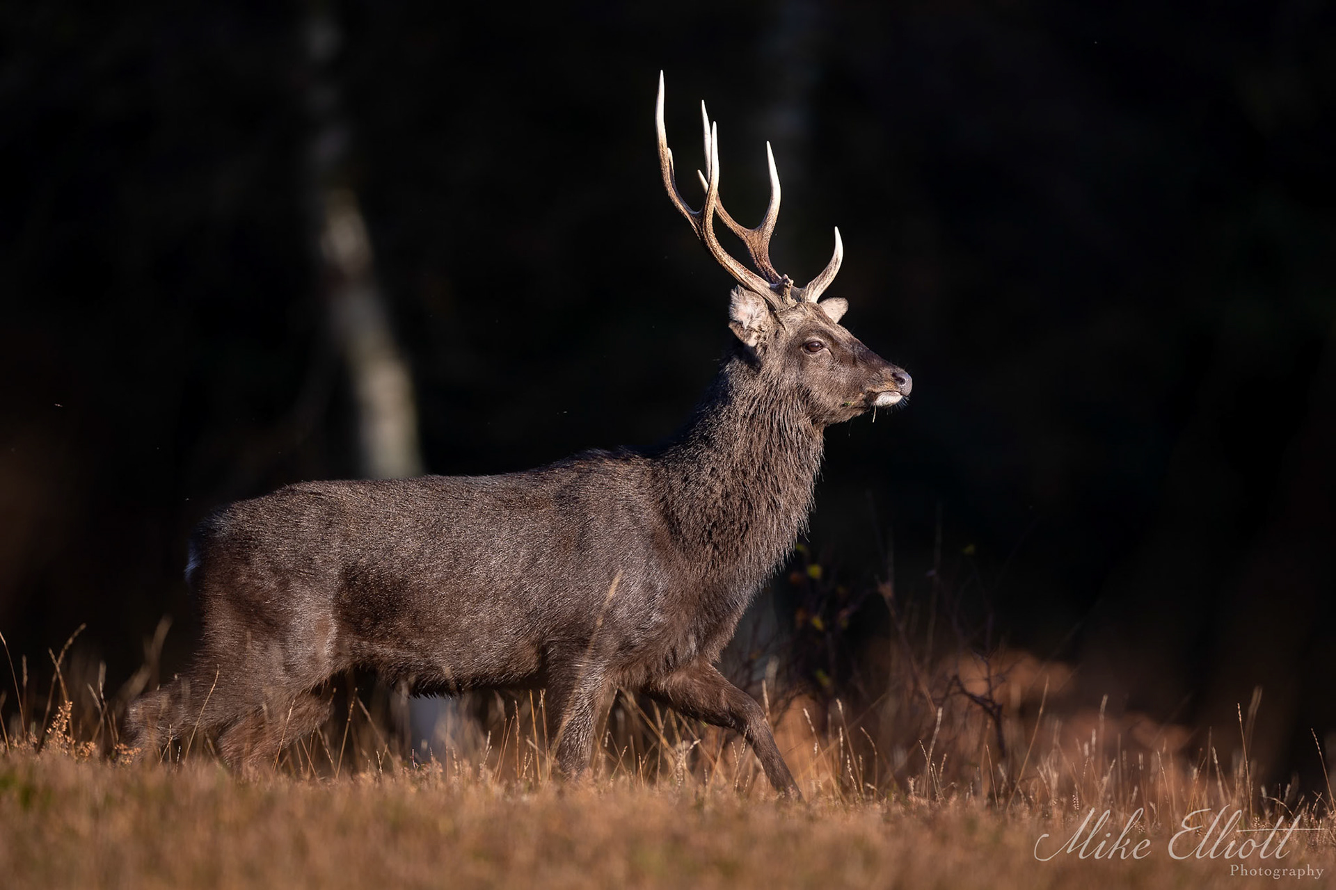 Sika stag - side on