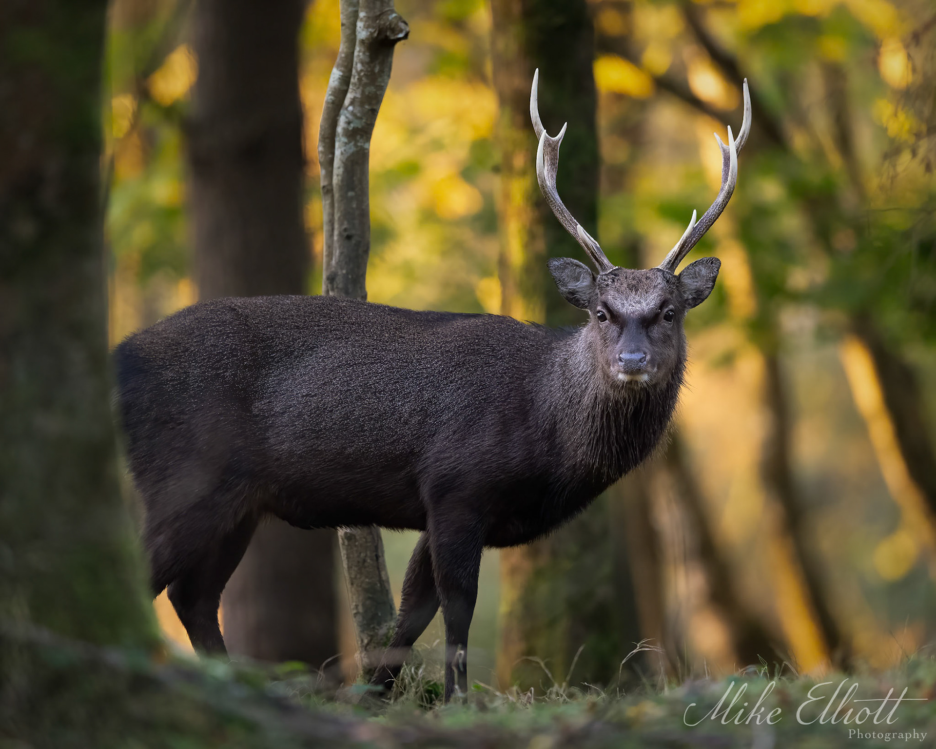 Sika stag portrait in warm light
