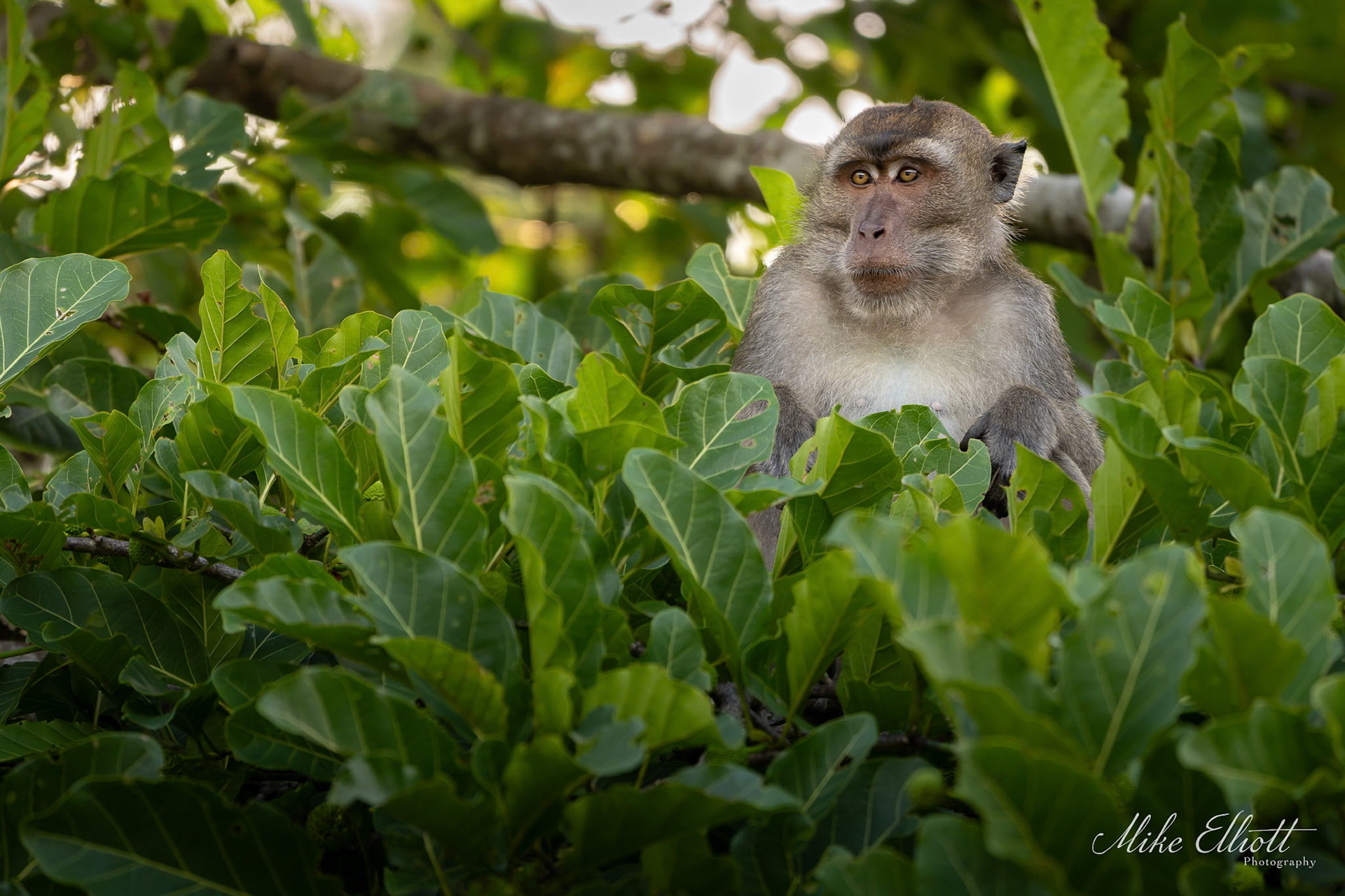 Long tail macaque in green foliage